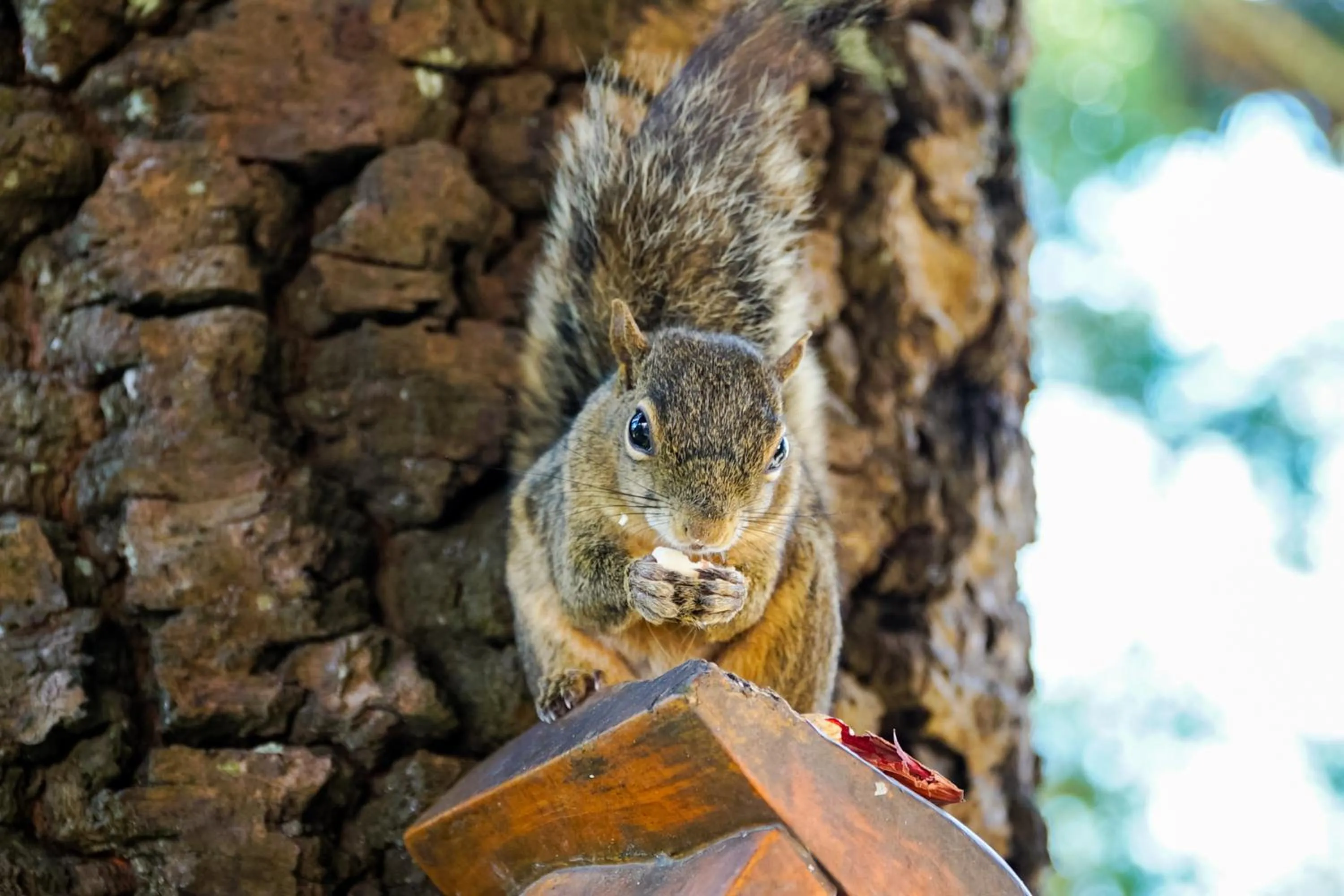 Natural landscape in VELINN Pousada Torre Branca