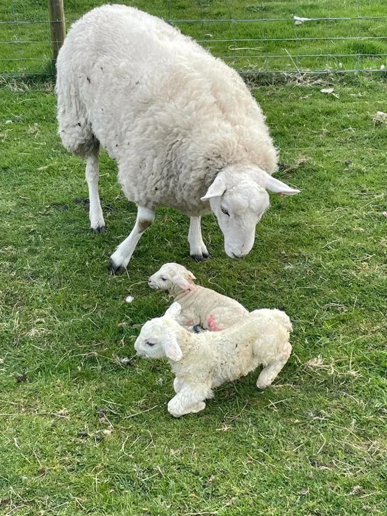 Animals in Highland Croft B&B