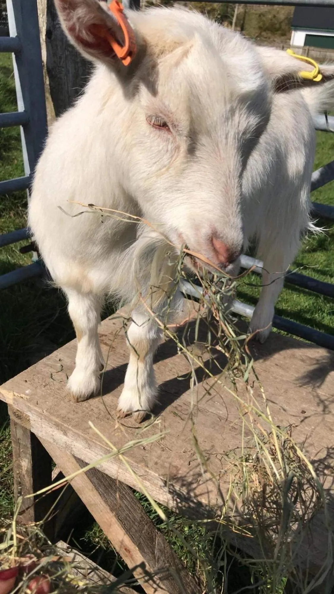 Animals in Highland Croft B&B