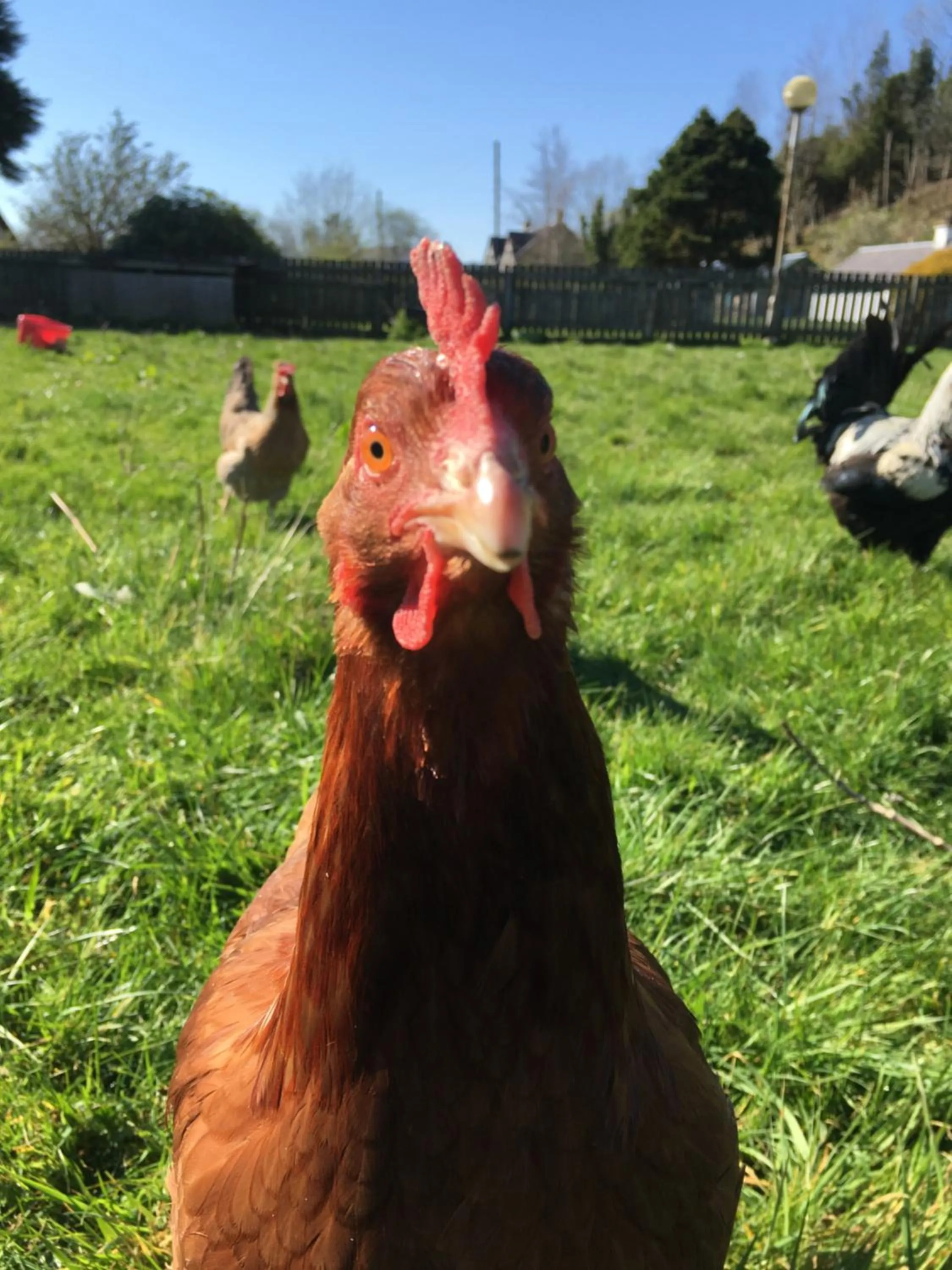 Animals in Highland Croft B&B