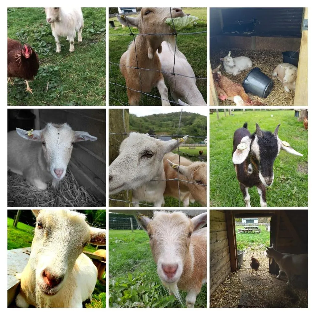 Animals in Highland Croft B&B