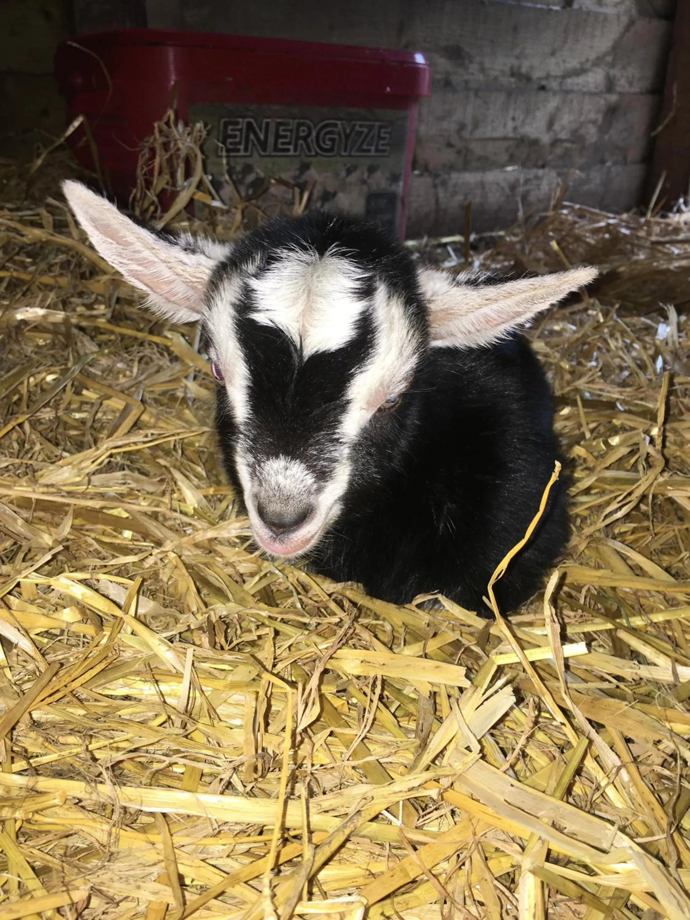 Animals in Highland Croft B&B