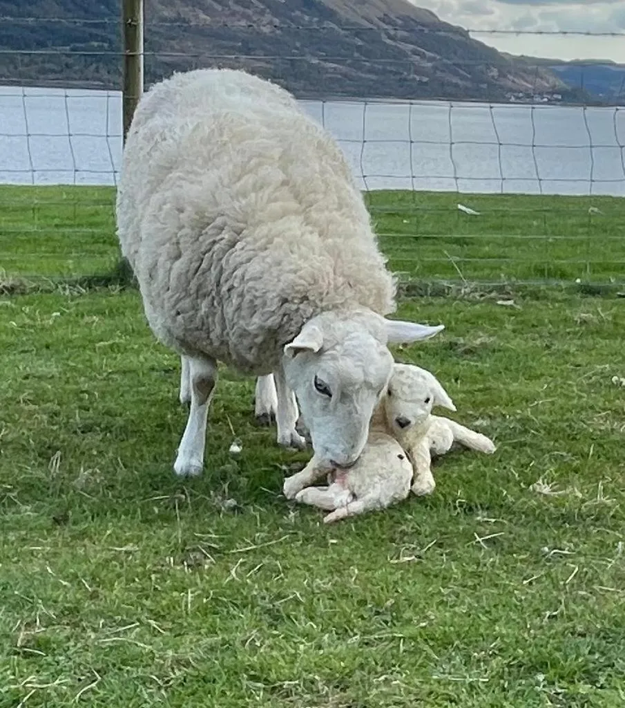 Animals in Highland Croft B&B