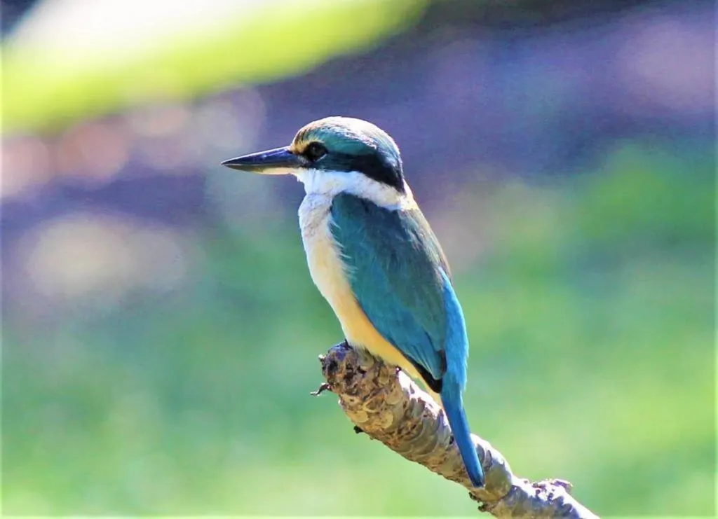 Activities in Koala Beach Resort Cairns