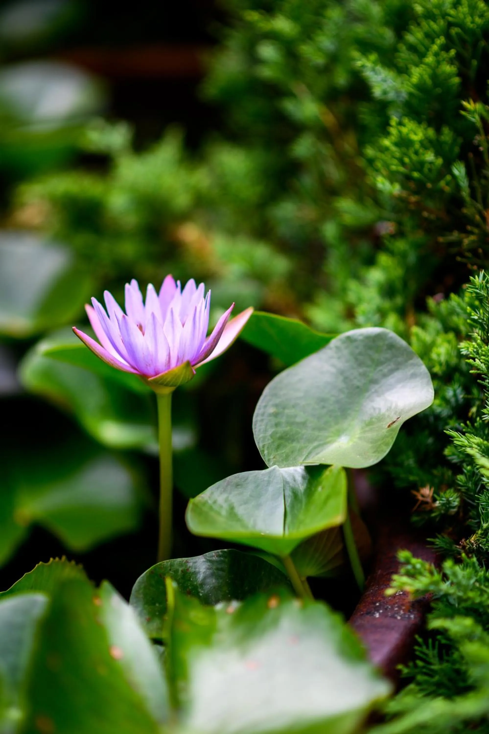 Tonino Lamborghini Hotel Suzhou
