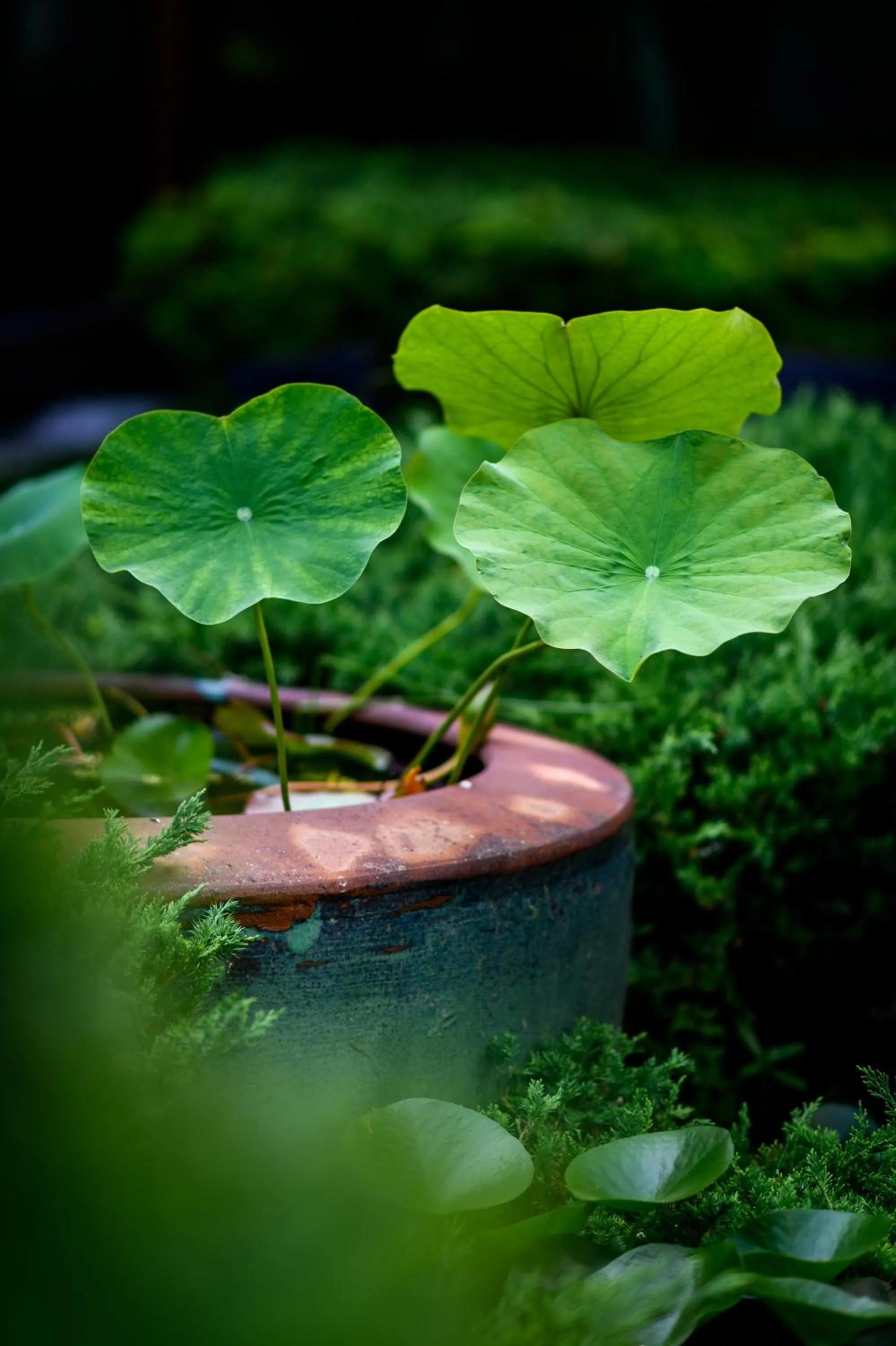 Tonino Lamborghini Hotel Suzhou