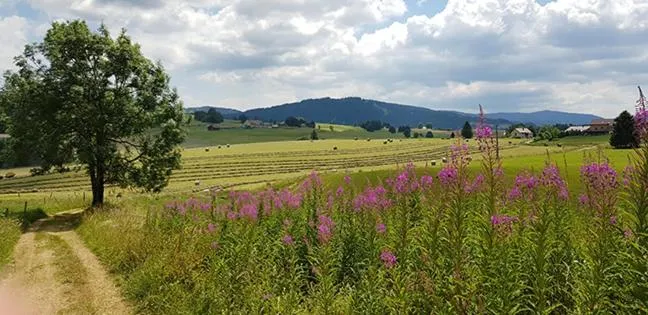 Natural landscape in Lodge Hotel Les Rousses
