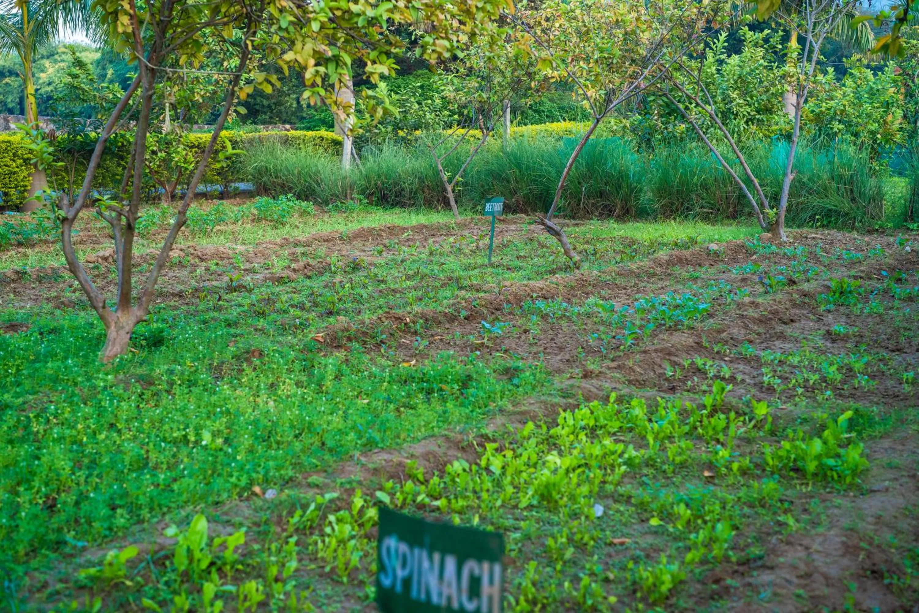 Garden in Paridhi Niwas, Ranthambore- near Tiger Safari Zones 1-5