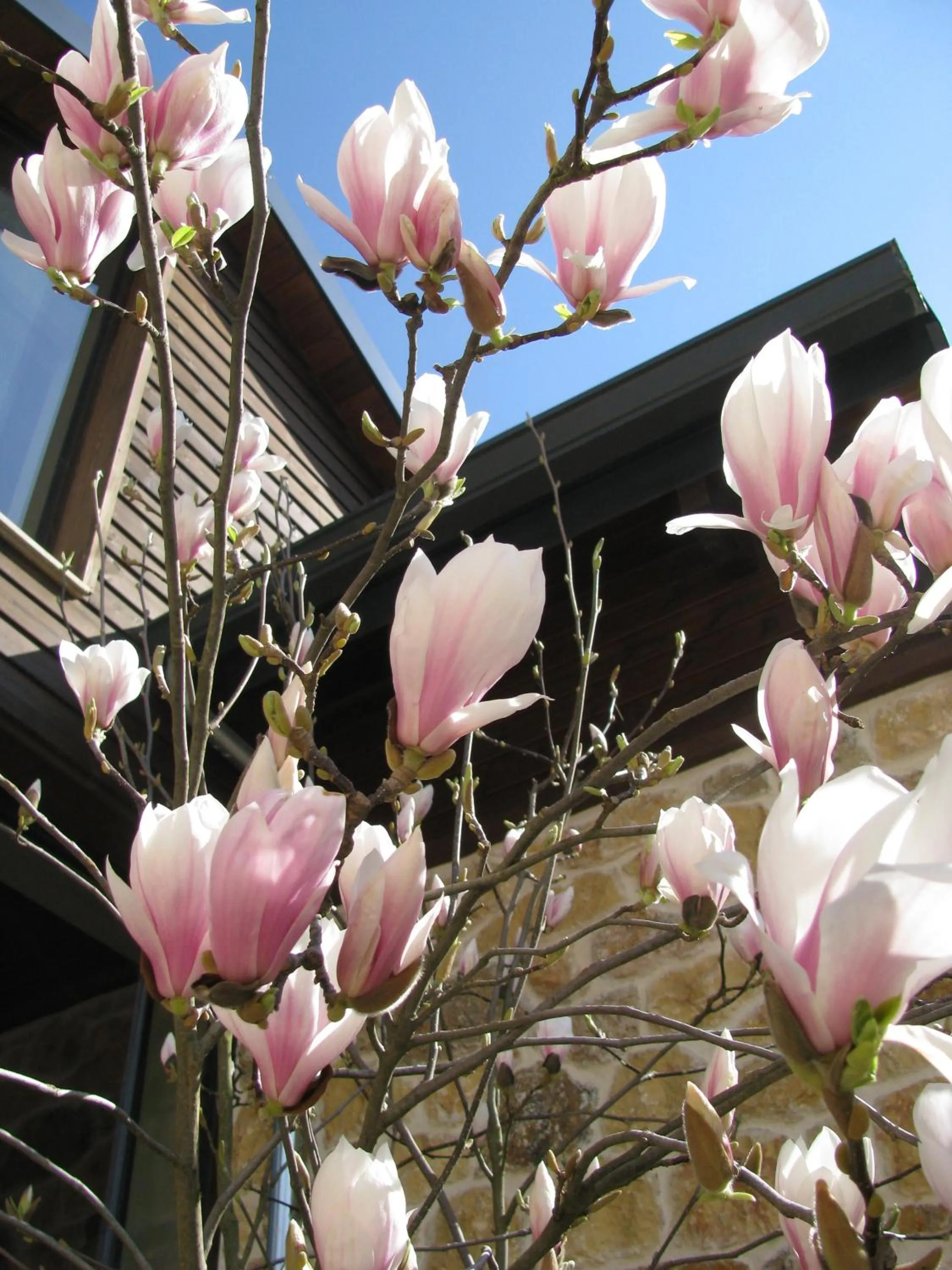 Spring in Orizontes Tzoumerkon Hotel Resort
