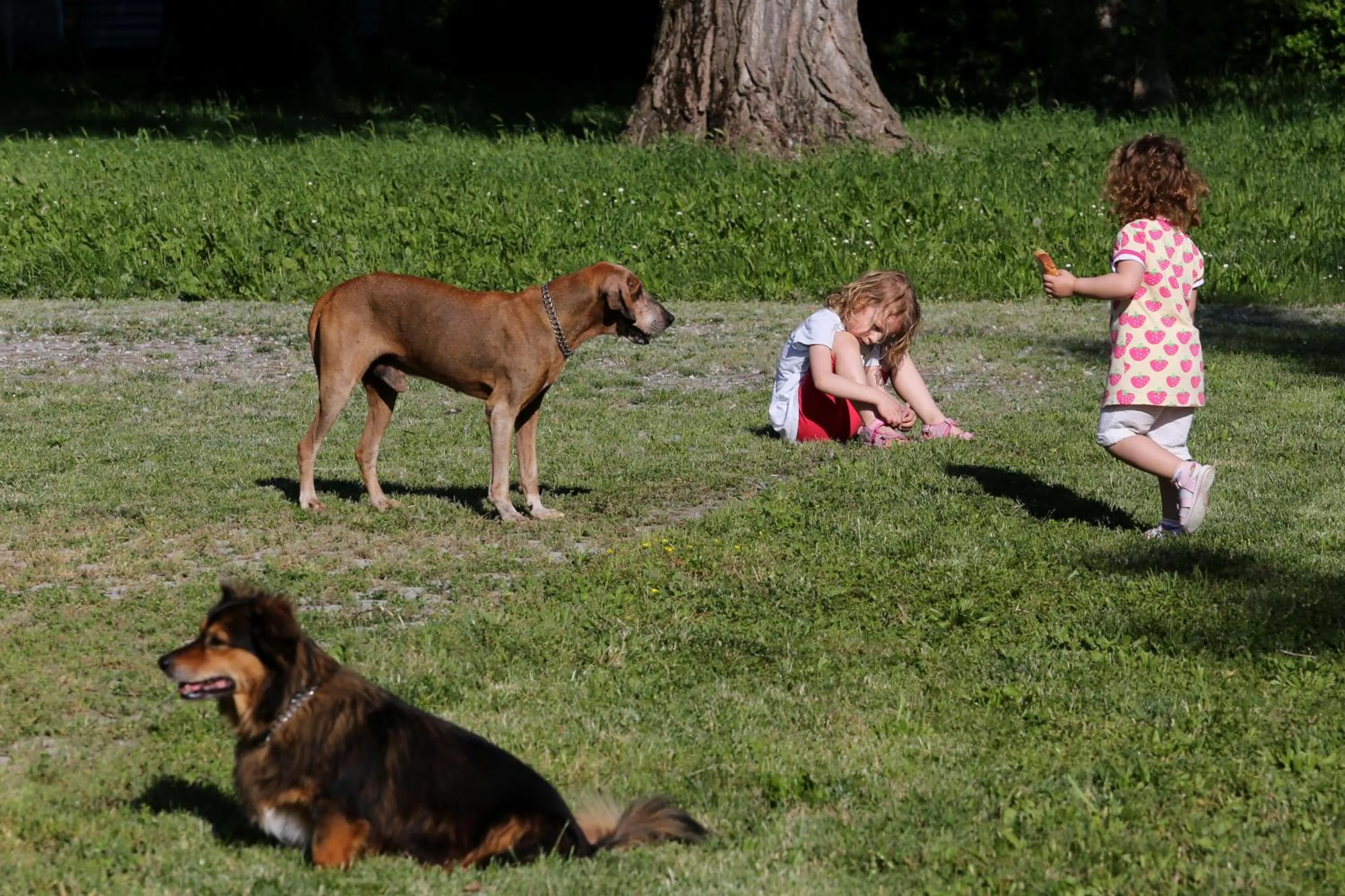 Pets in Locanda Antico Fighèr