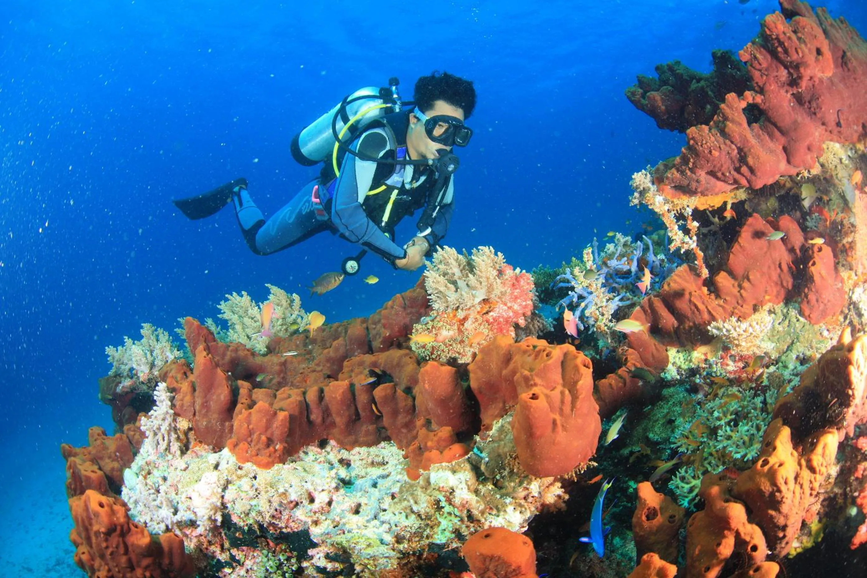 Diving in Trijaya Guest House Pemuteran