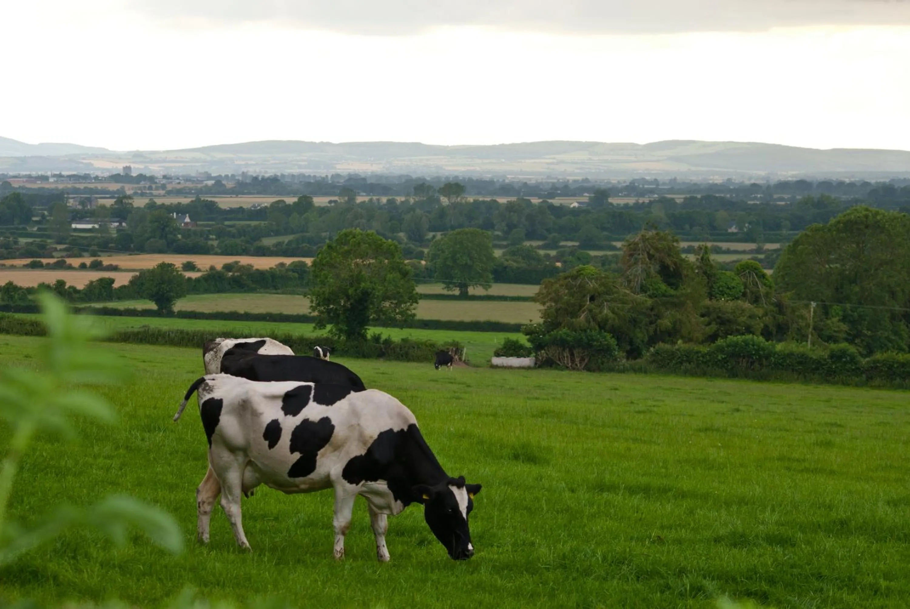 Natural landscape in Ballindrum Farm B&B