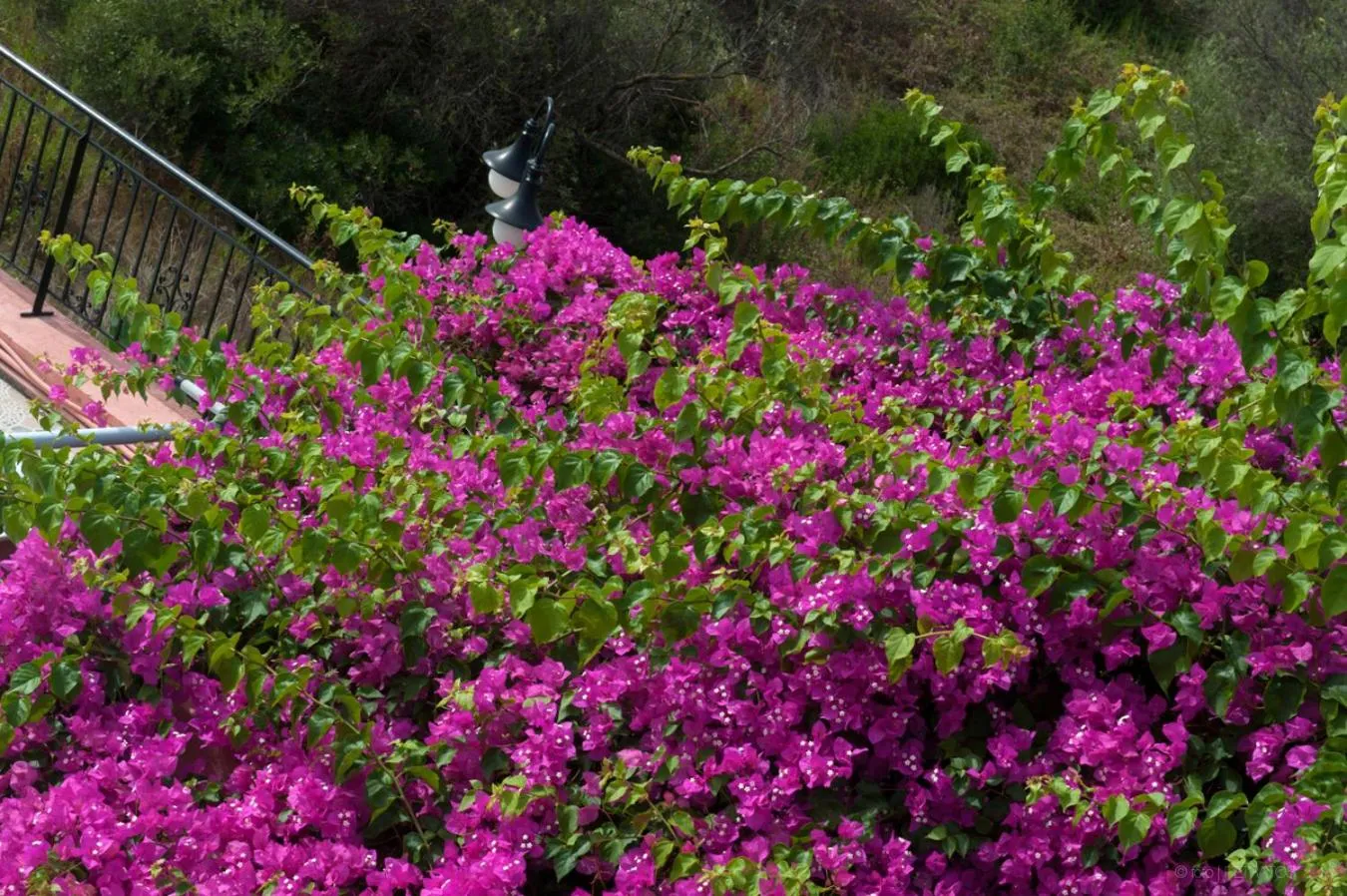 Natural landscape in Paradise Studios