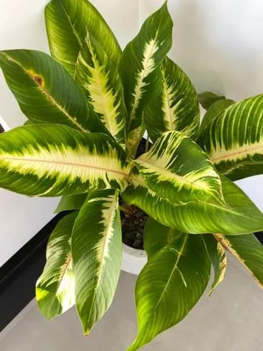 Decorative detail in Sky Mountain Café with seaview