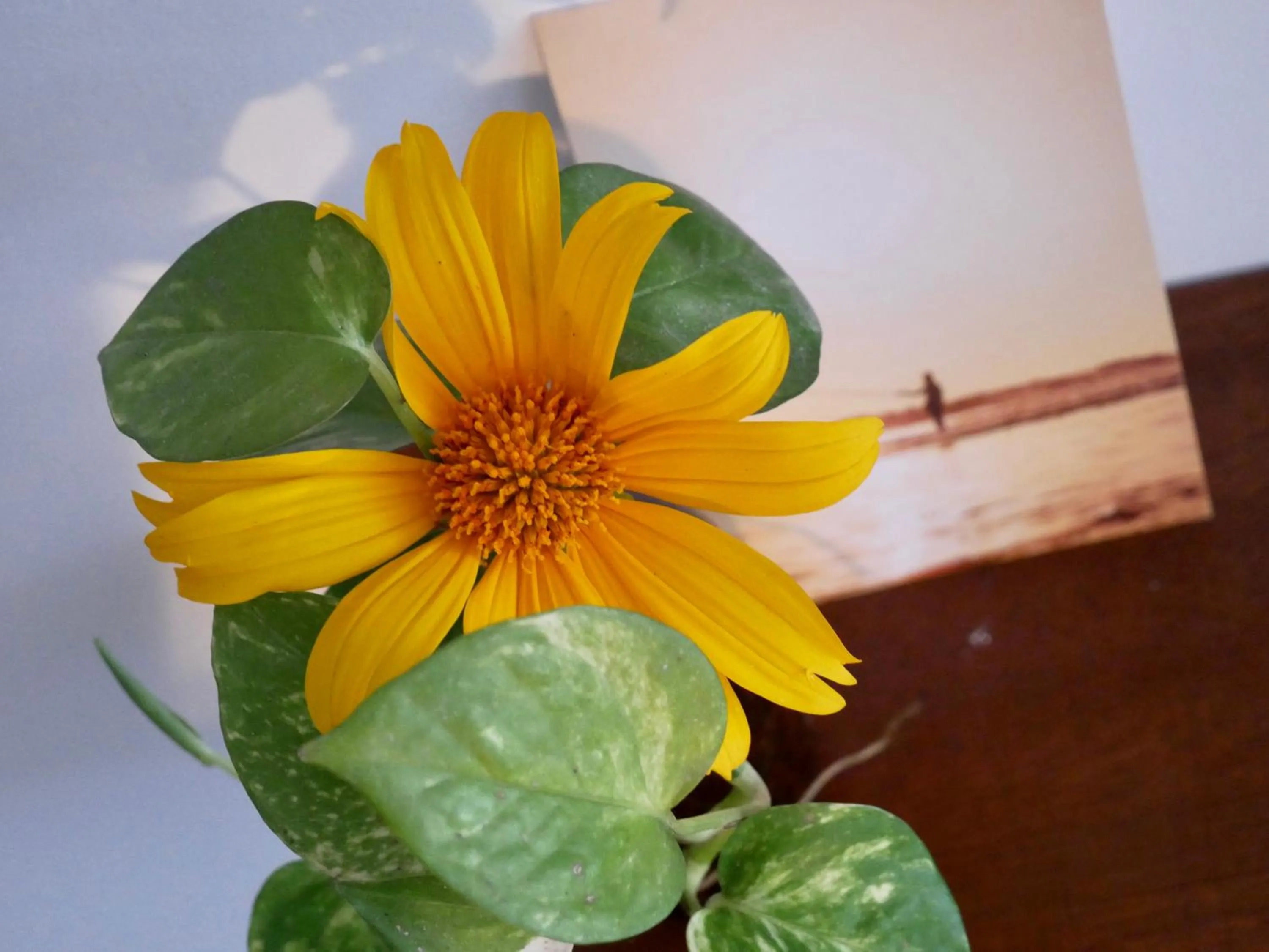 Decorative detail in Sky Mountain Café with seaview