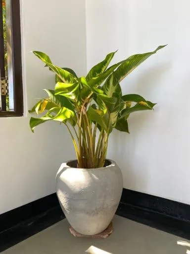 Decorative detail in Sky Mountain Café with seaview