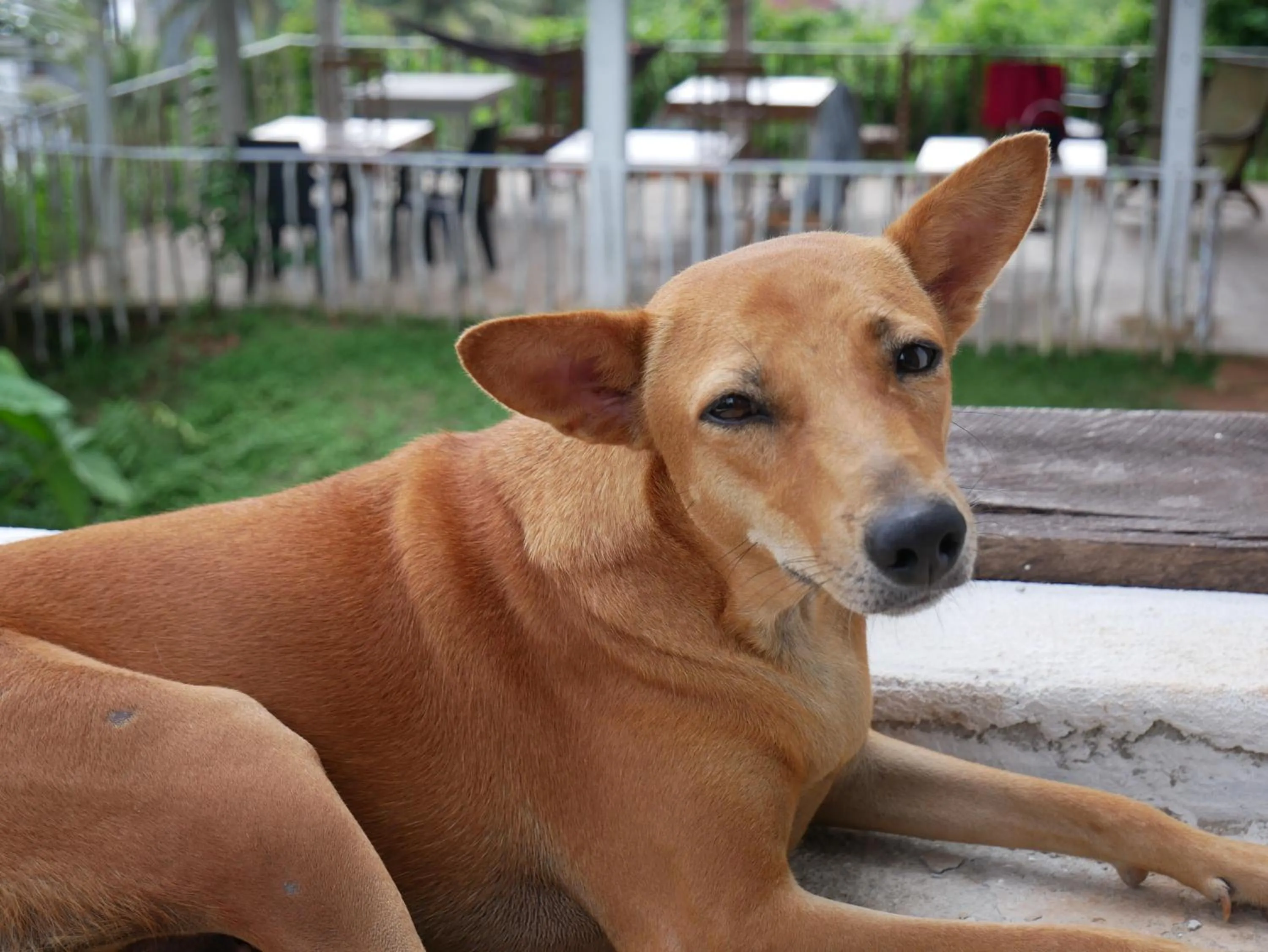 Pets in Sky Mountain Café with seaview