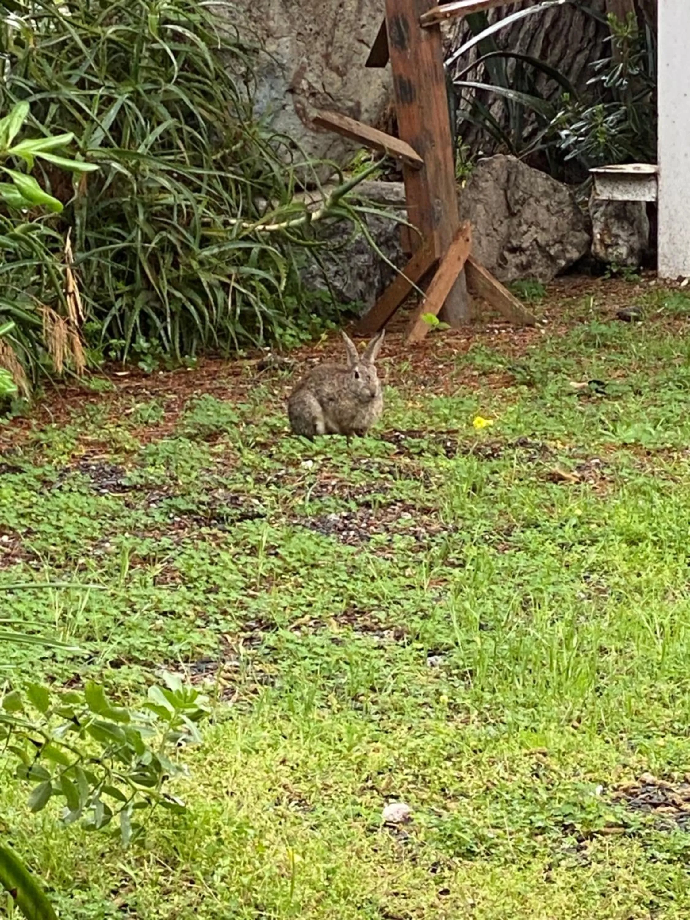 Animals in Camping La Focetta Sicula