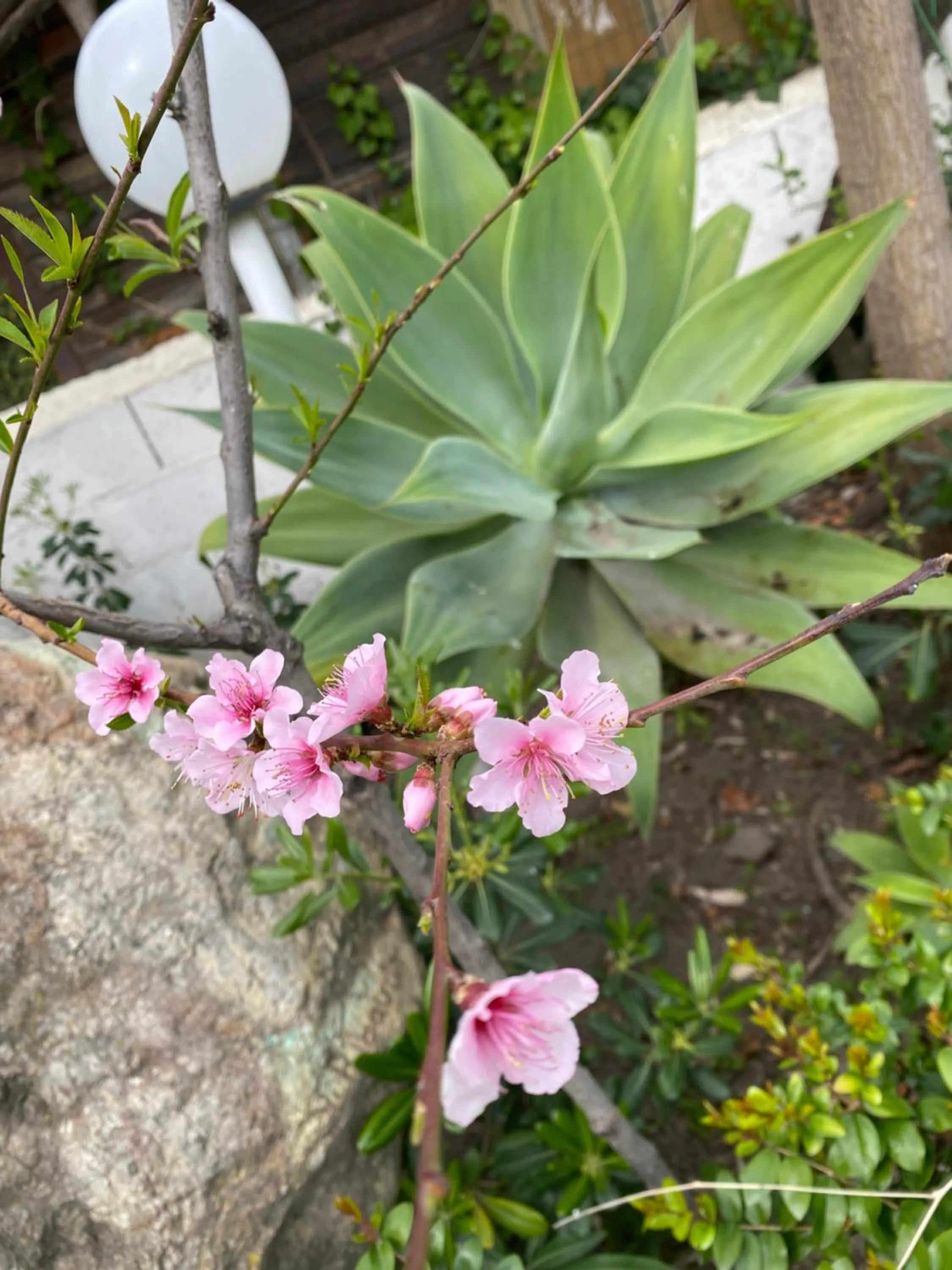 Spring in Camping La Focetta Sicula