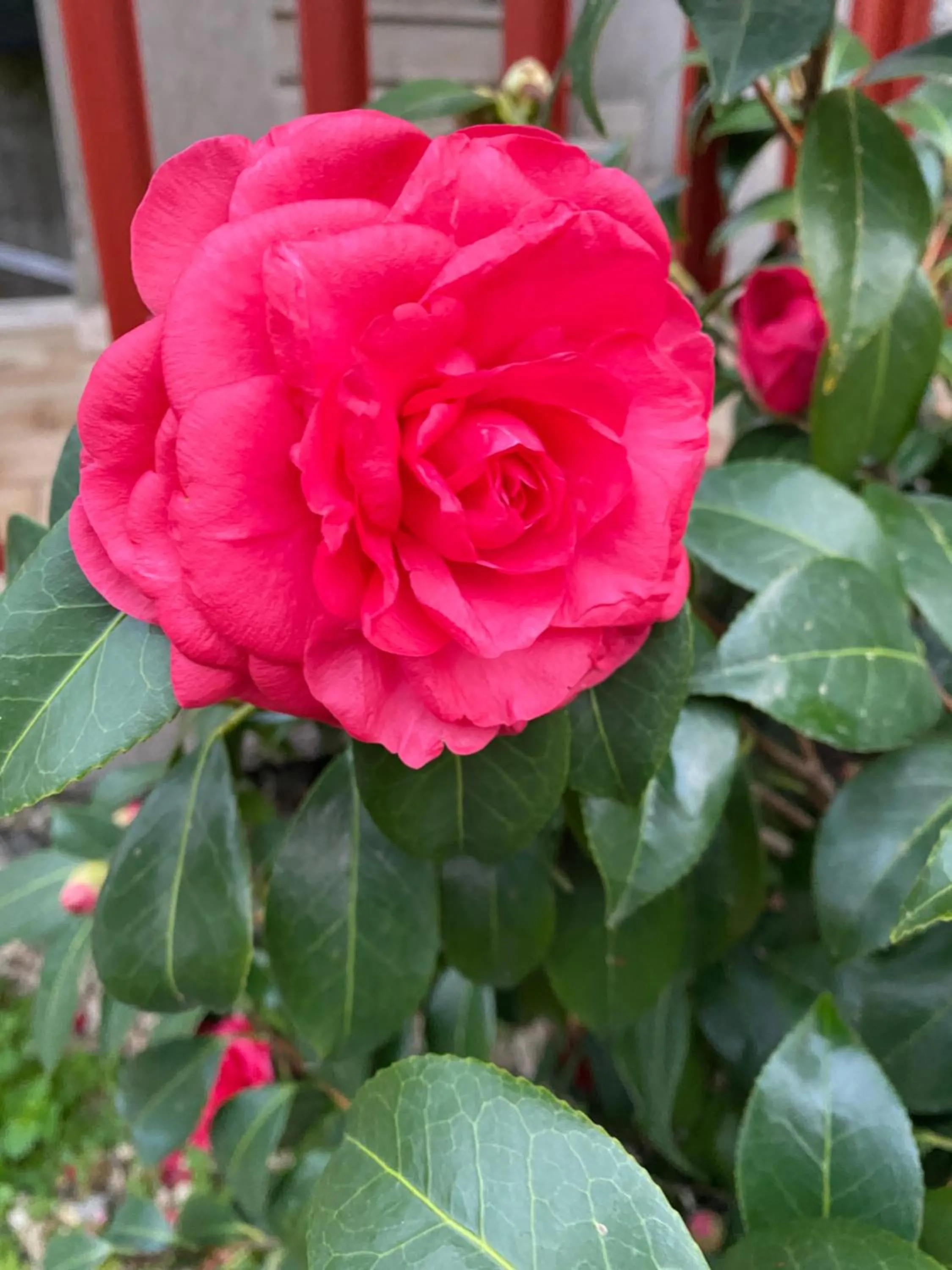 Spring in Camping La Focetta Sicula