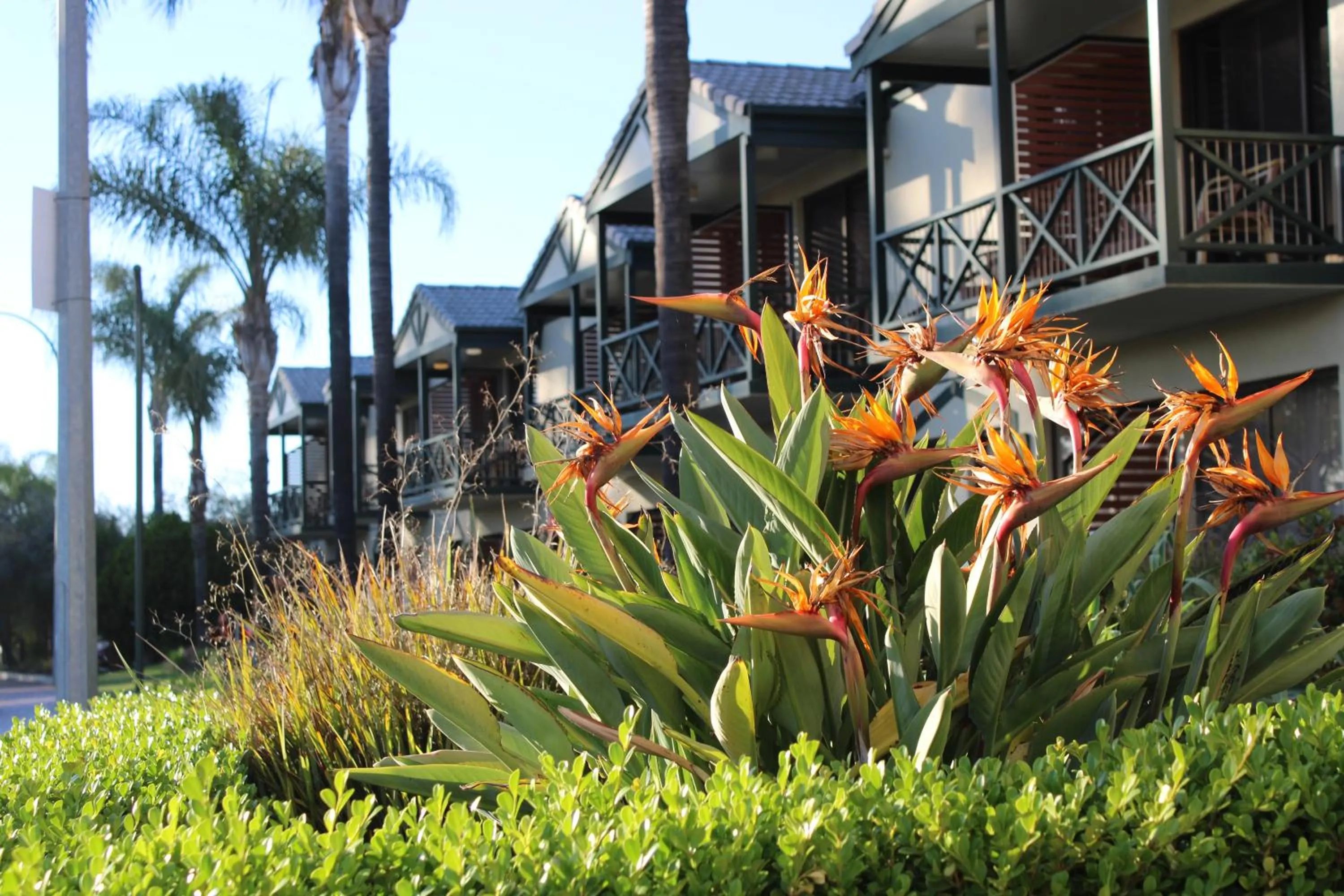 Garden in Hotel Renmark