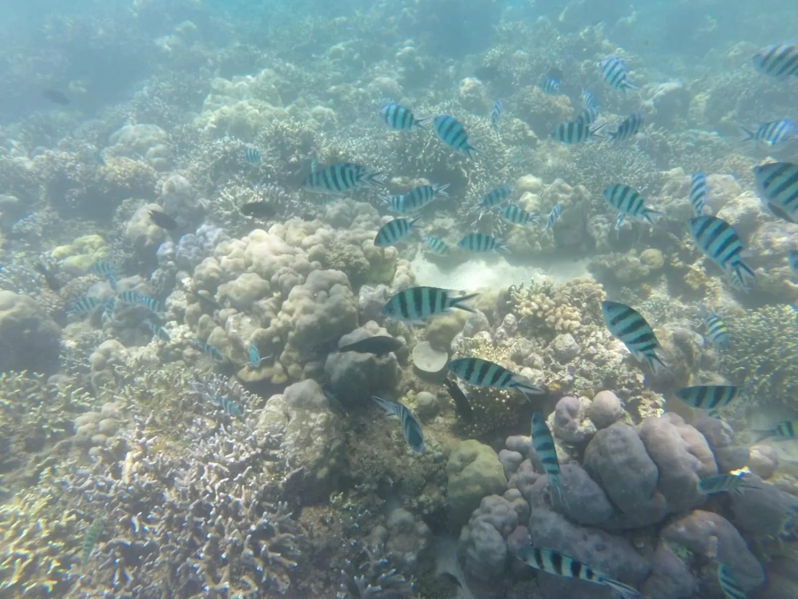 Puri Mandhara Lovina