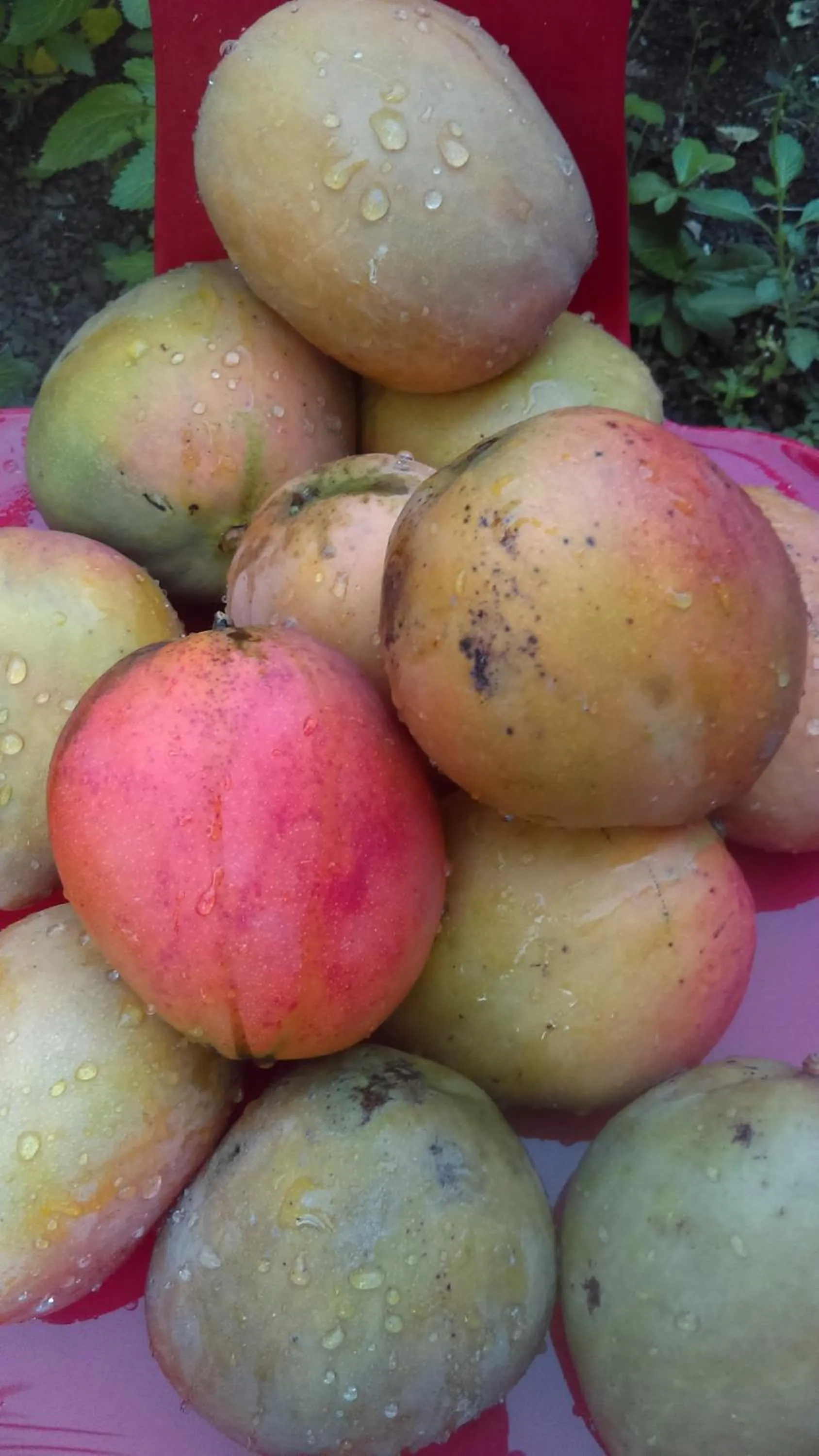 Spring in Résidence Les MANGUIERS OTANTIK