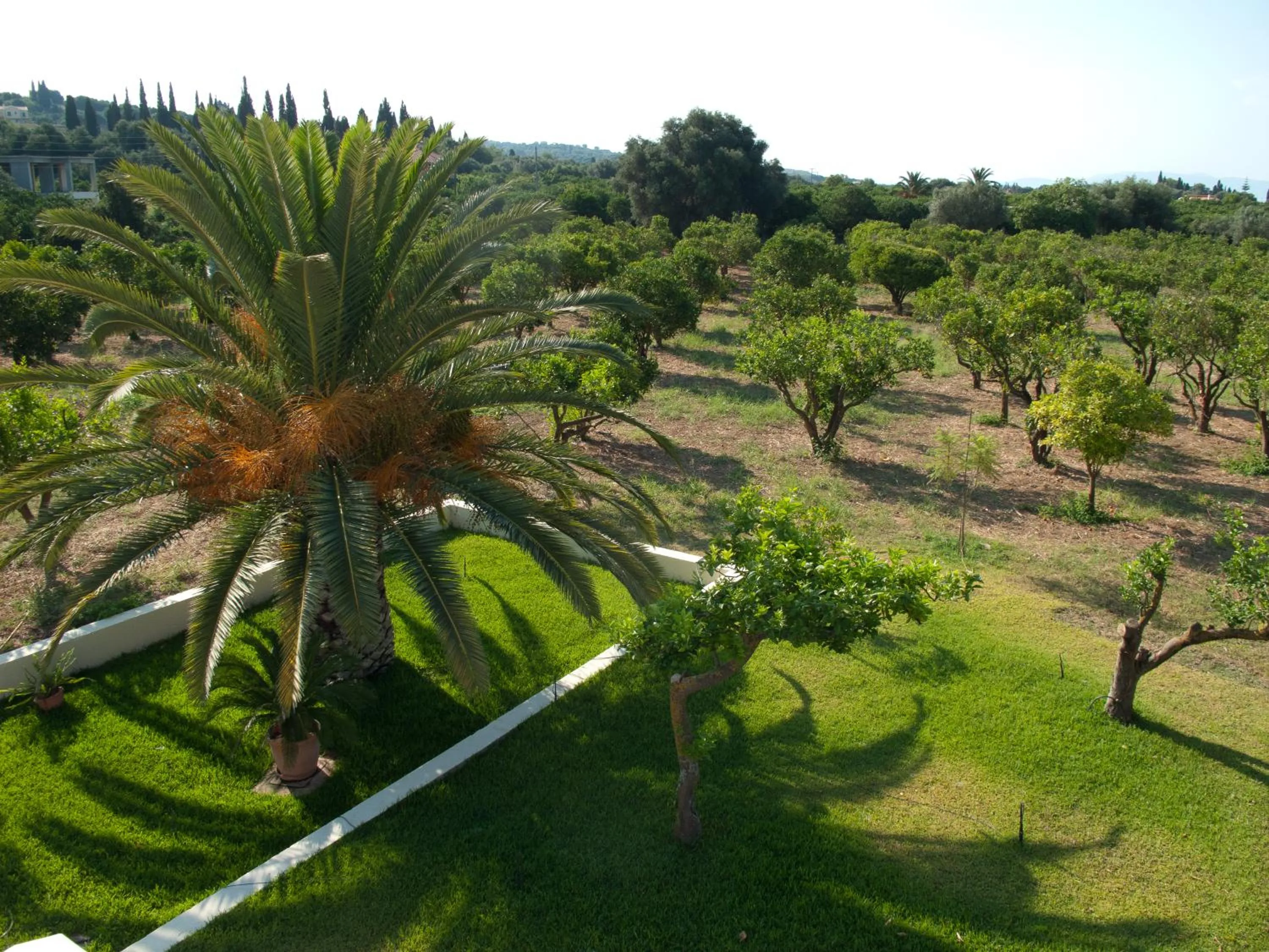 Garden view in Inglessata Rose