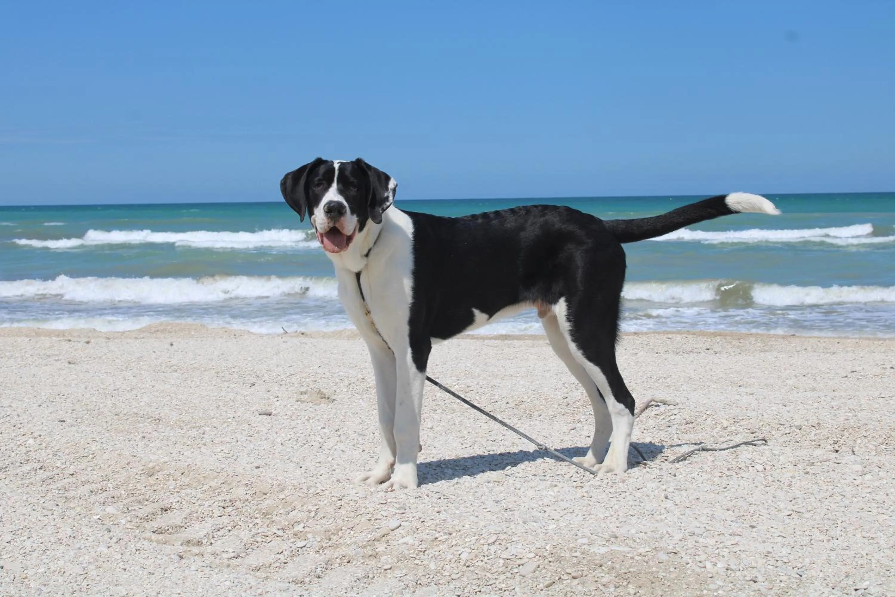 Beach in Hotel Atlantic