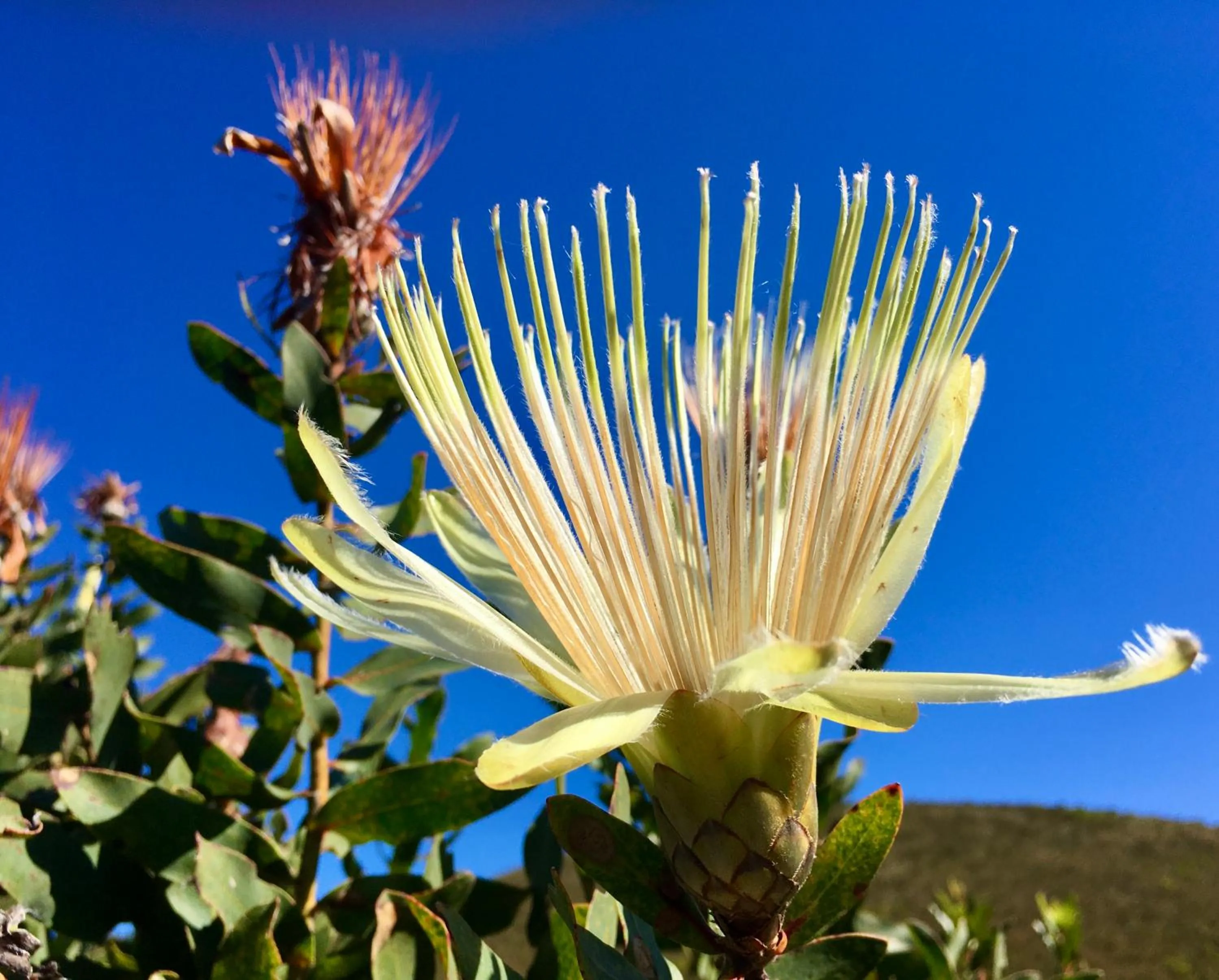 The View Swellendam B&B