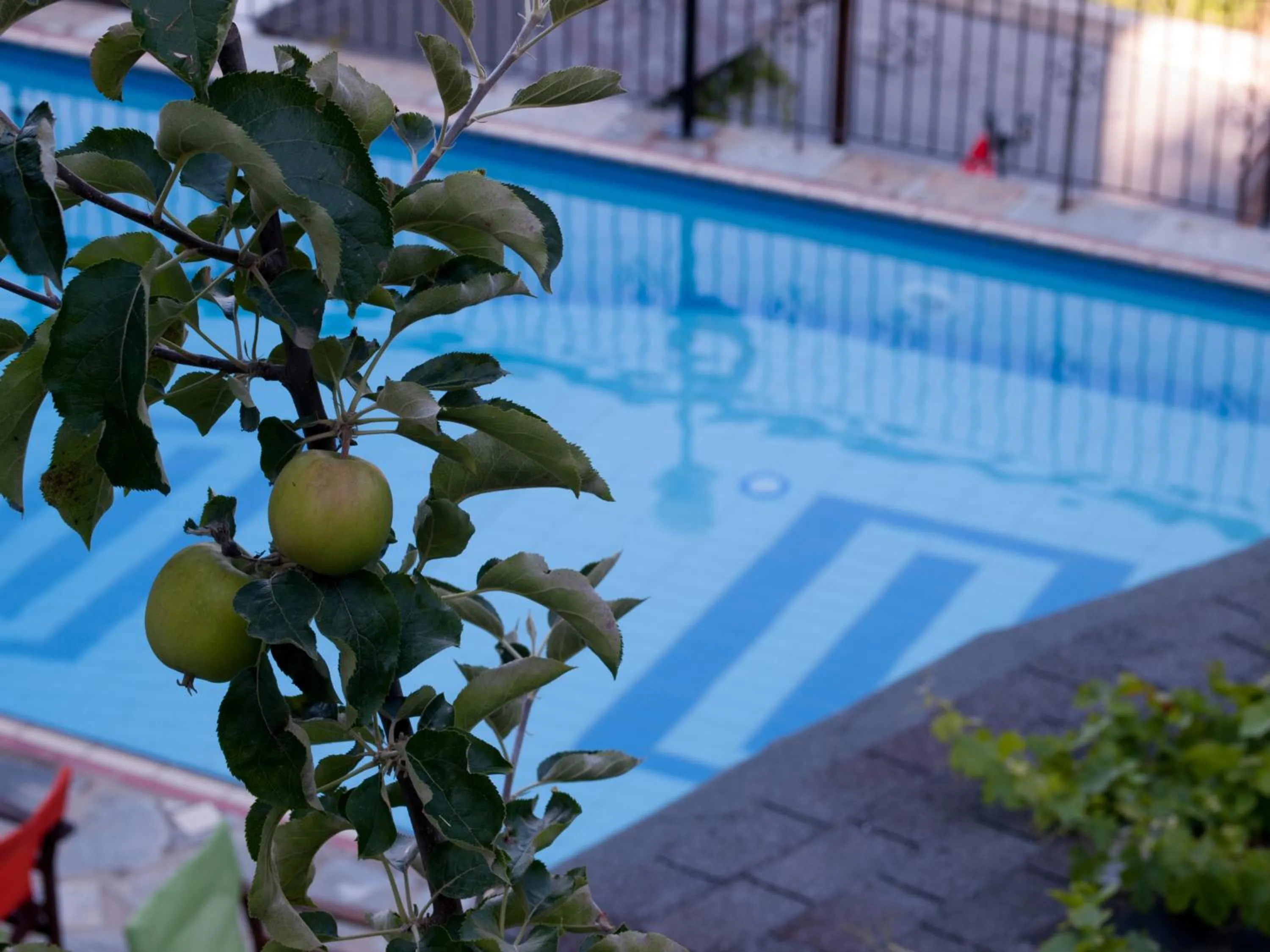 Swimming pool in Astromeria