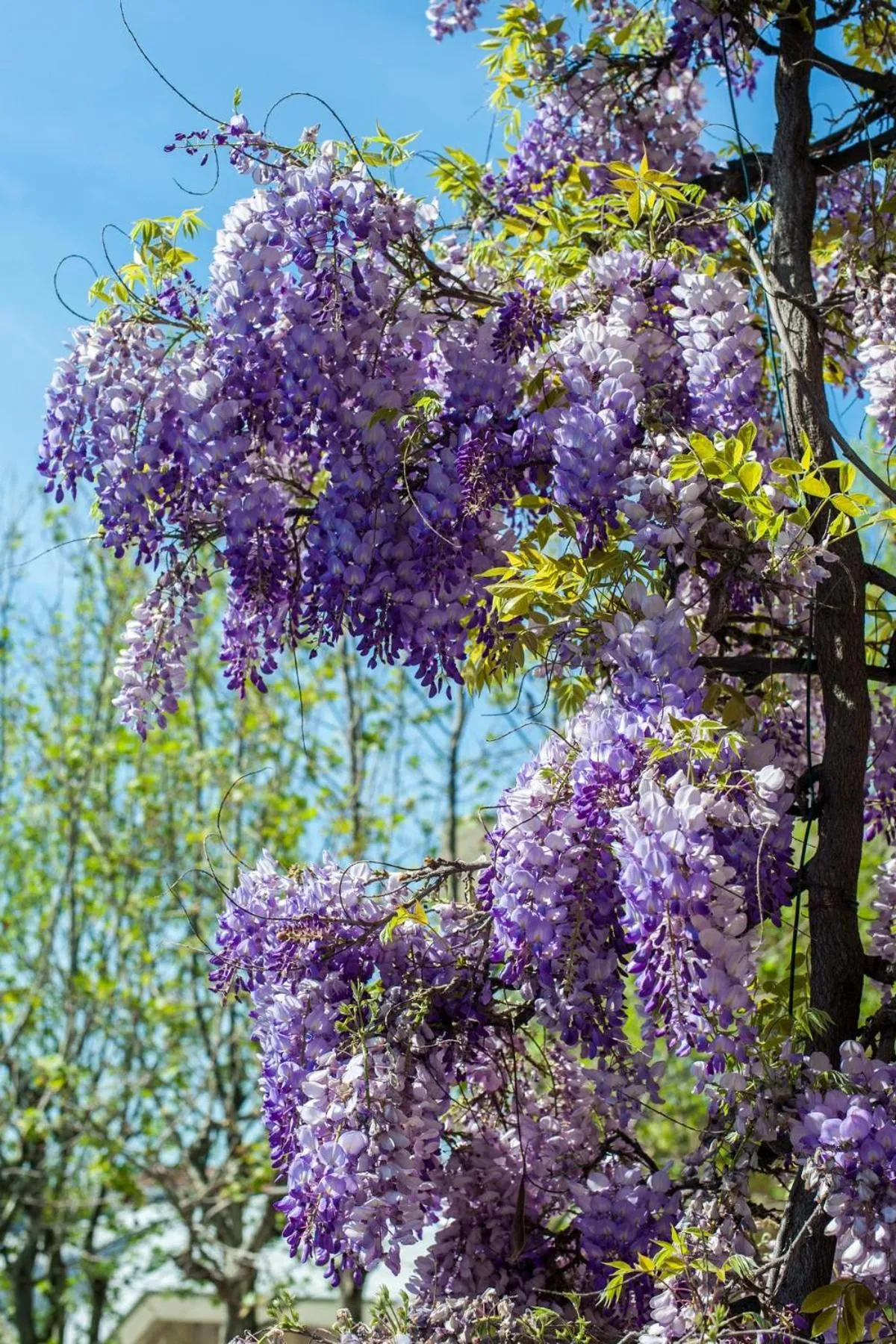 Spring in Albergo Villa Lucia
