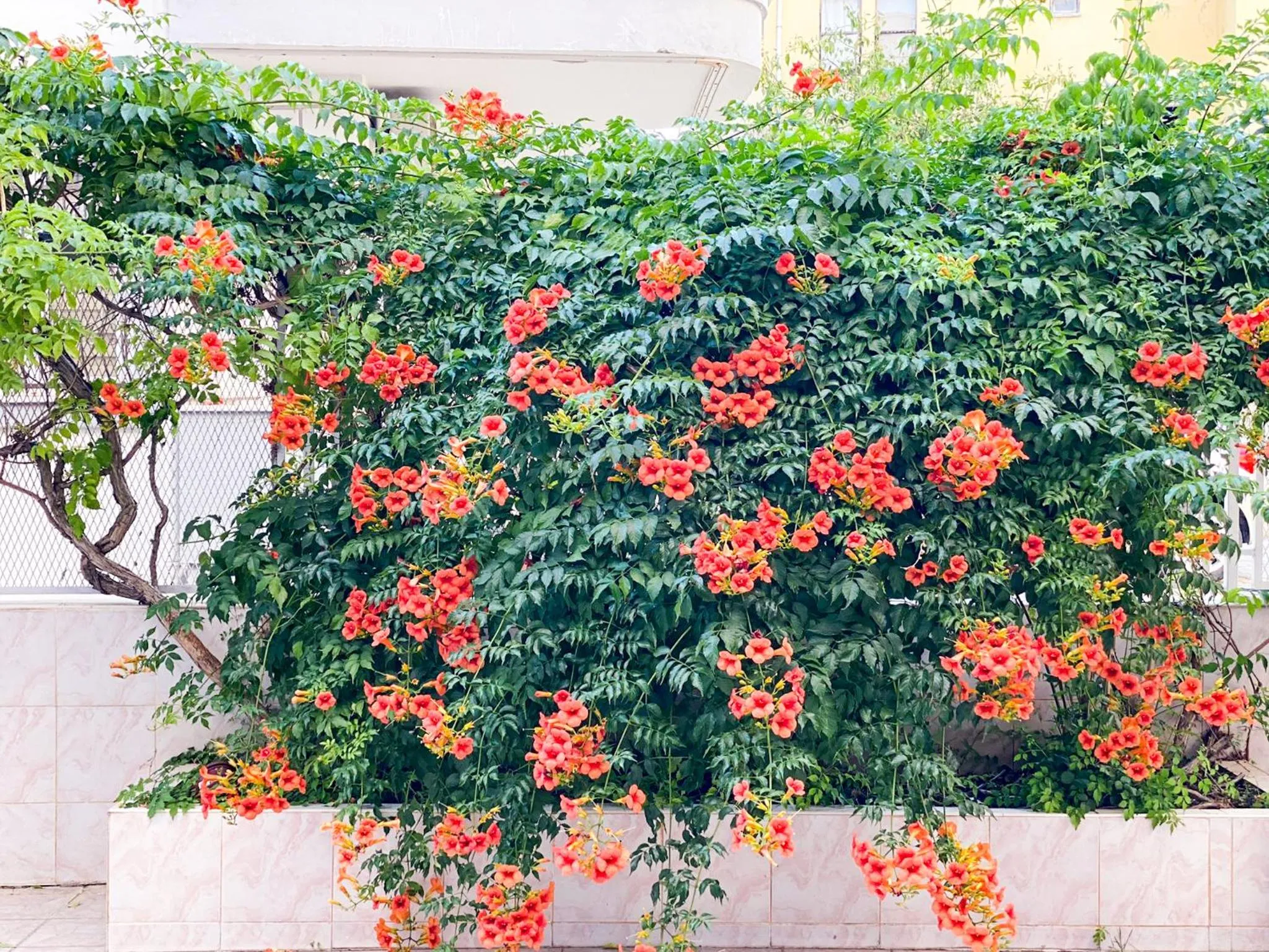 Spring in Bella Rose Apart Hotel, Alanya