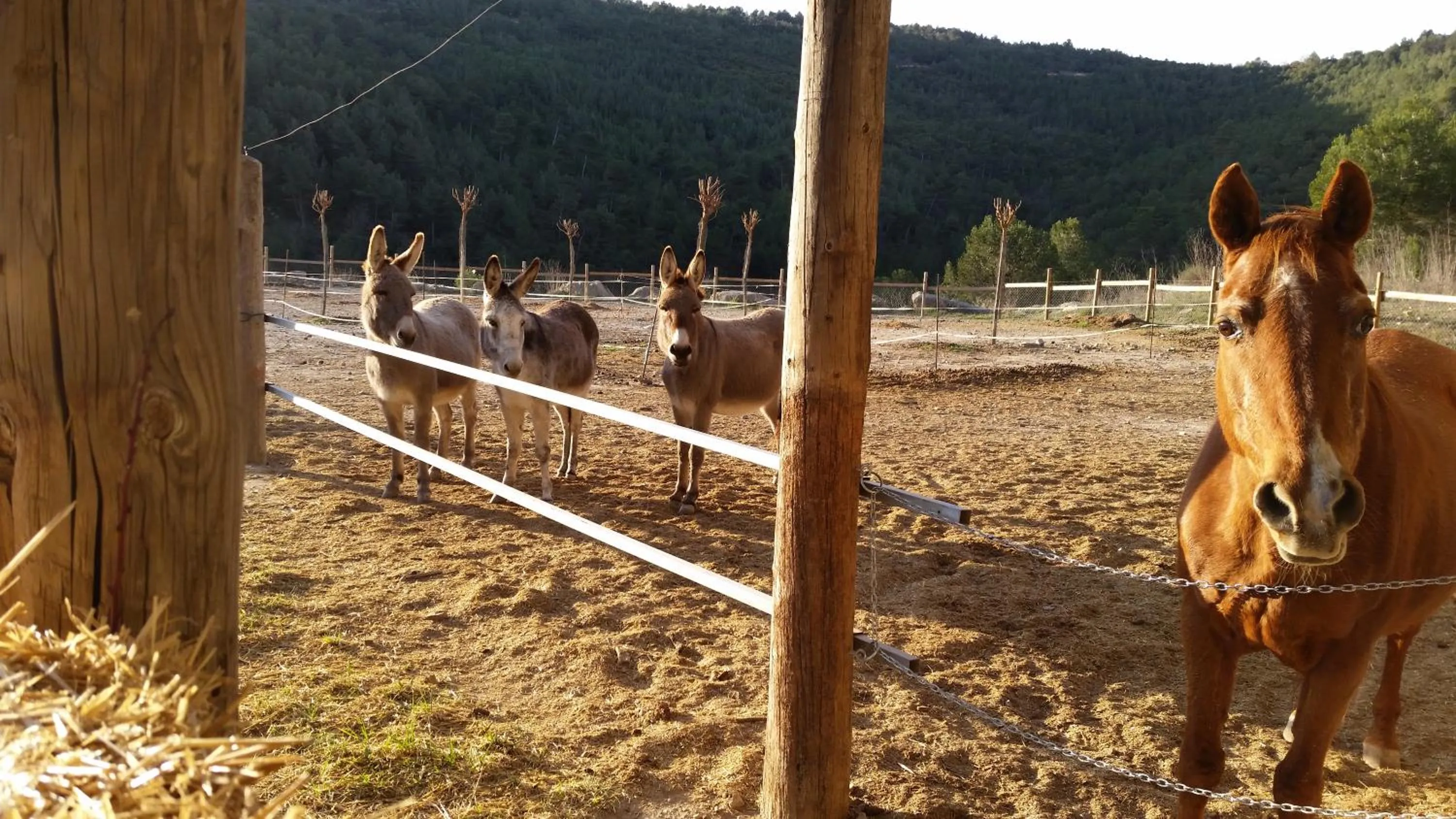 Animals in Les Muntades