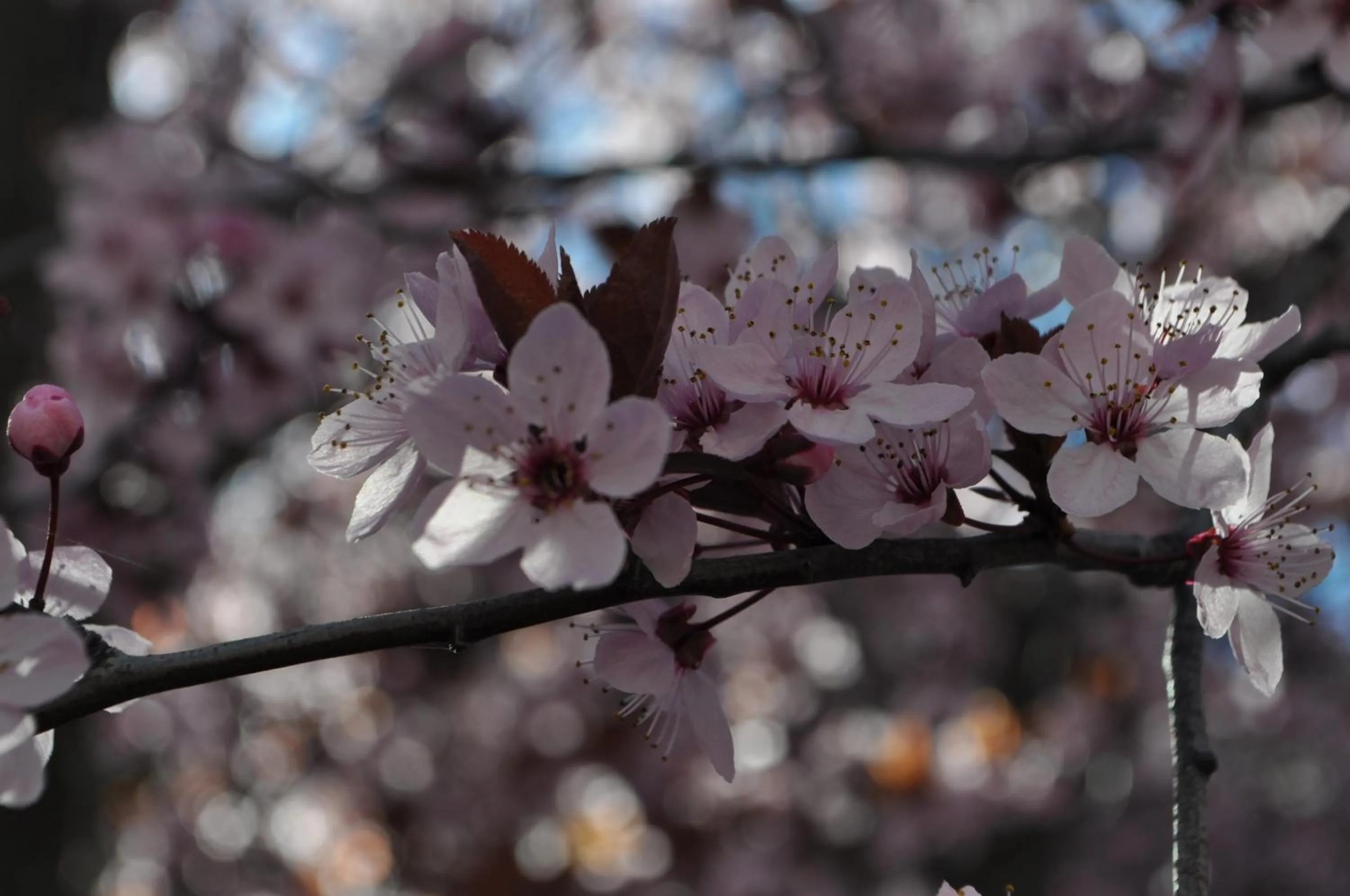 Other in Apart Hotel La Bora