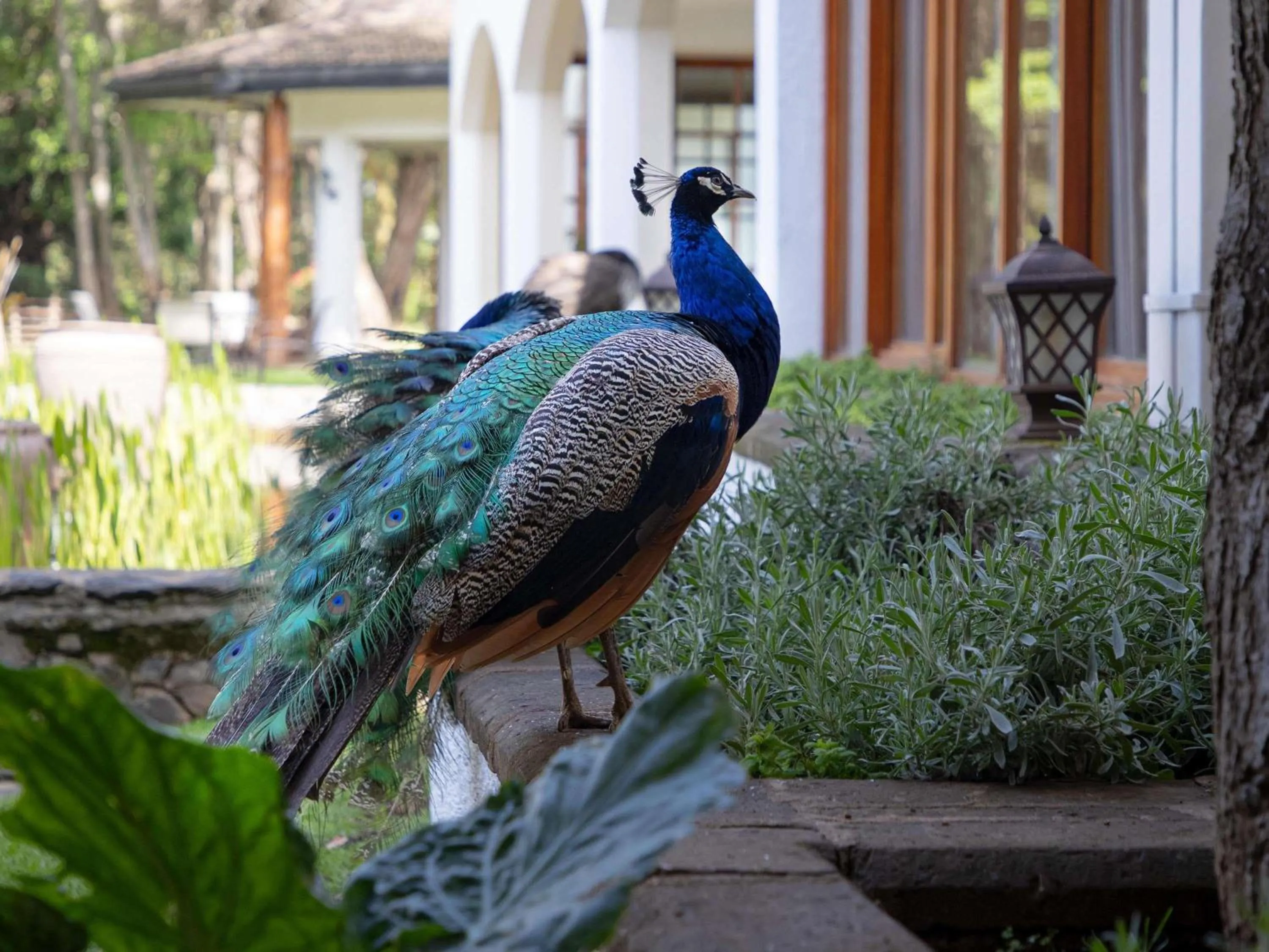 Property building in Fairmont Mount Kenya Safari Club