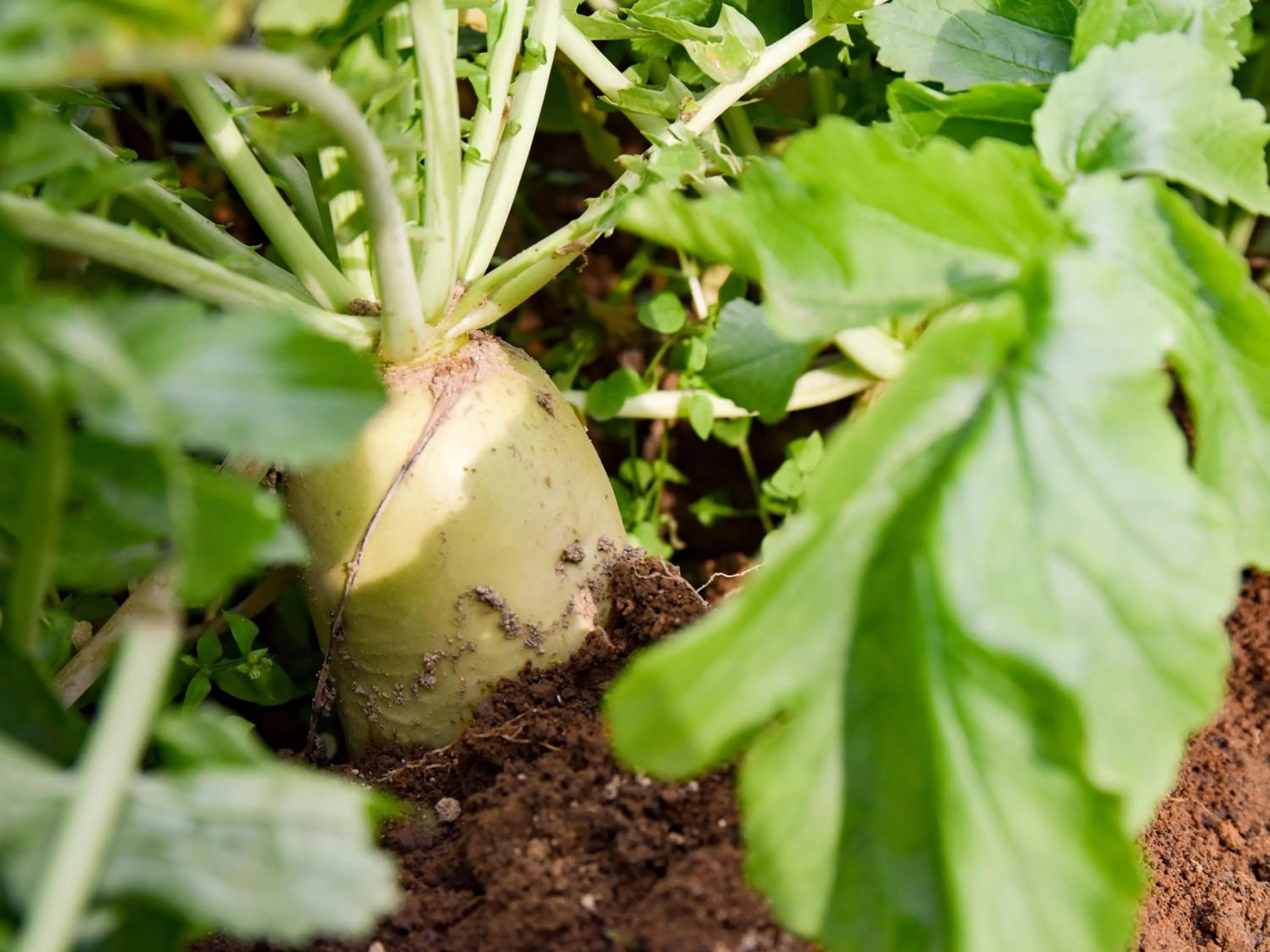 Area and facilities in Sanso Matsuya