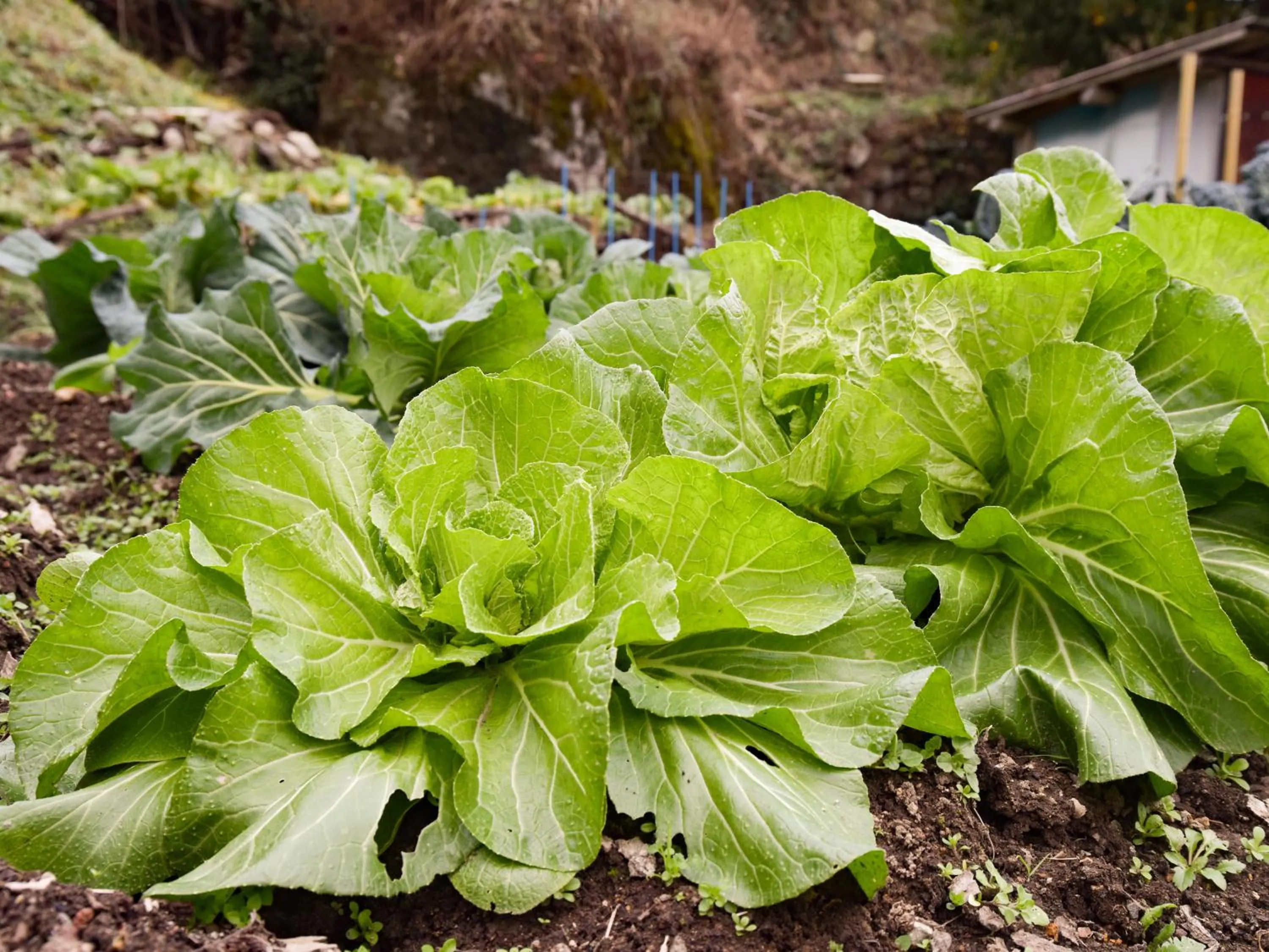 Area and facilities in Sanso Matsuya