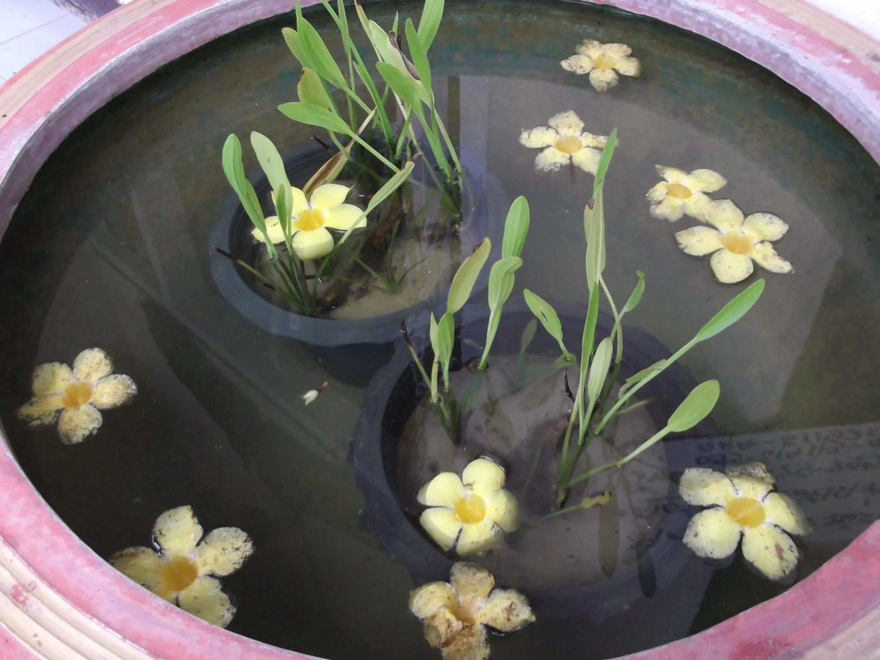 Rim Ping Guest House