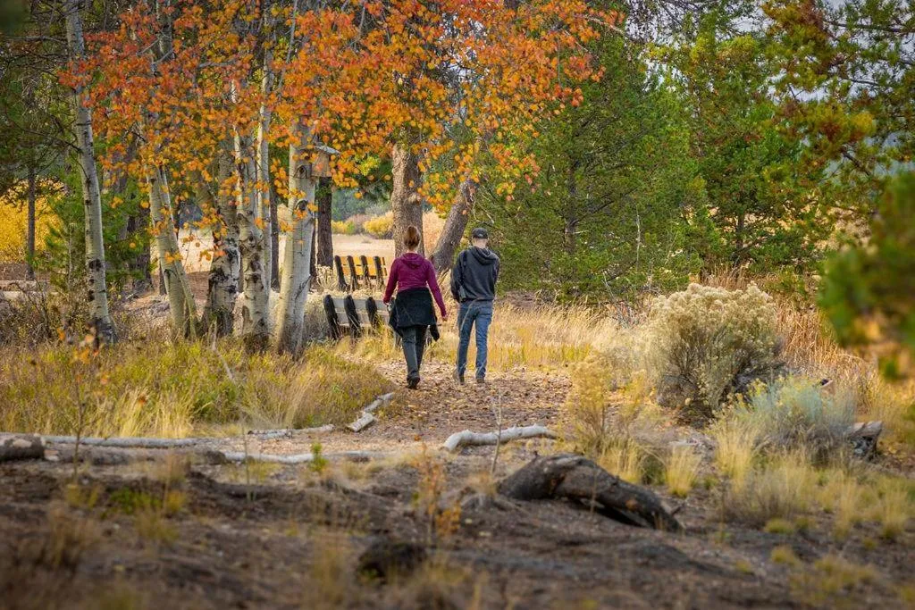 Pine Needle - Unit 7