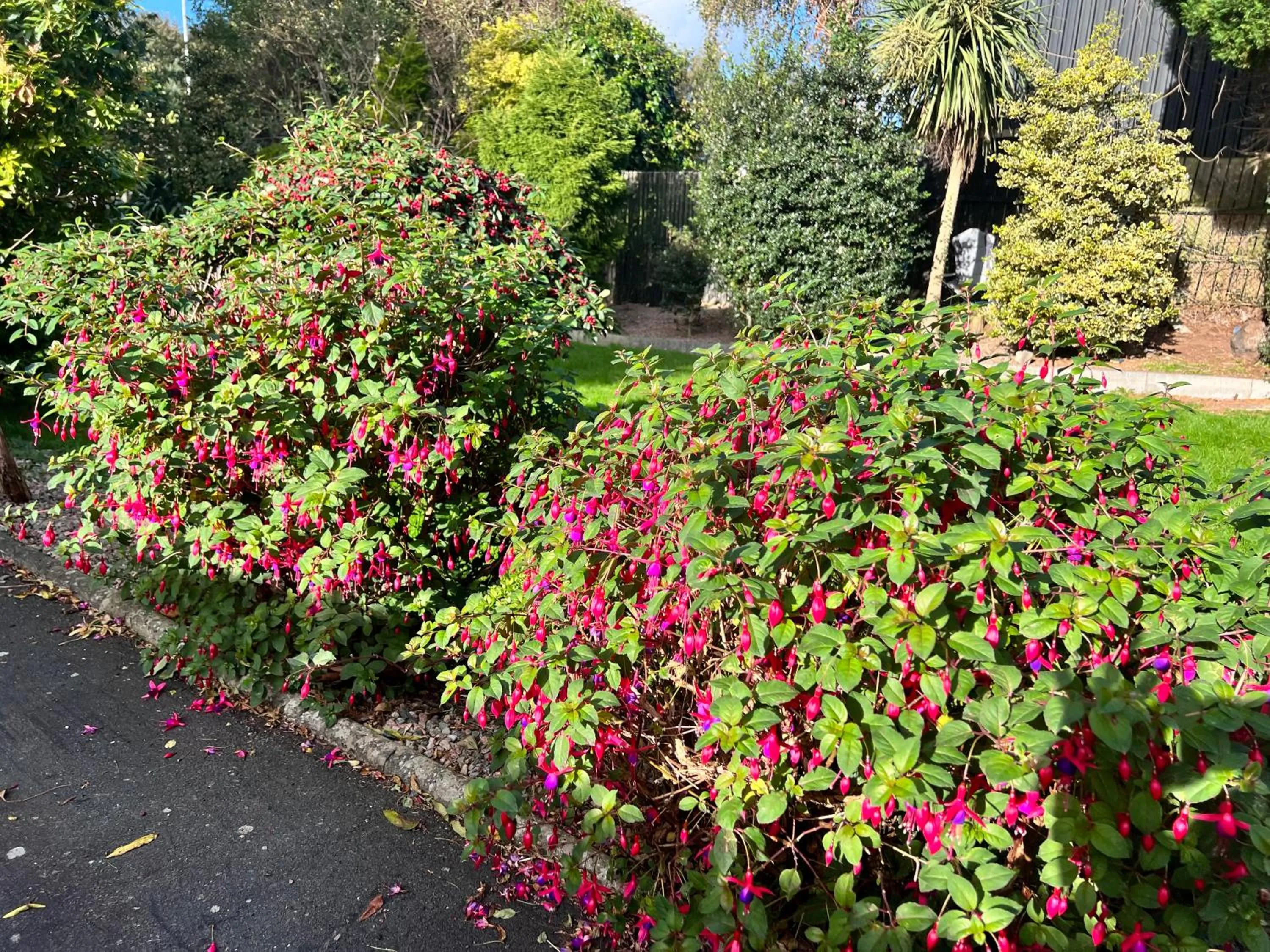 Garden in Ashfield Bed & Breakfast