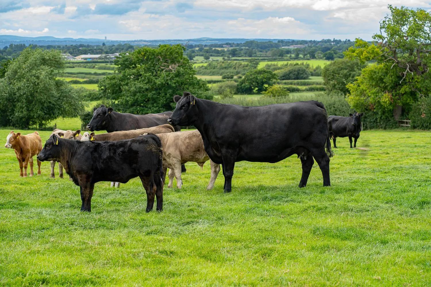 Property building in Higher Farm