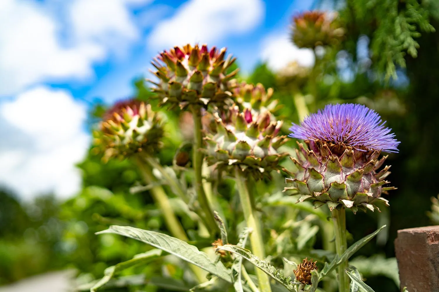 Property building in Higher Farm