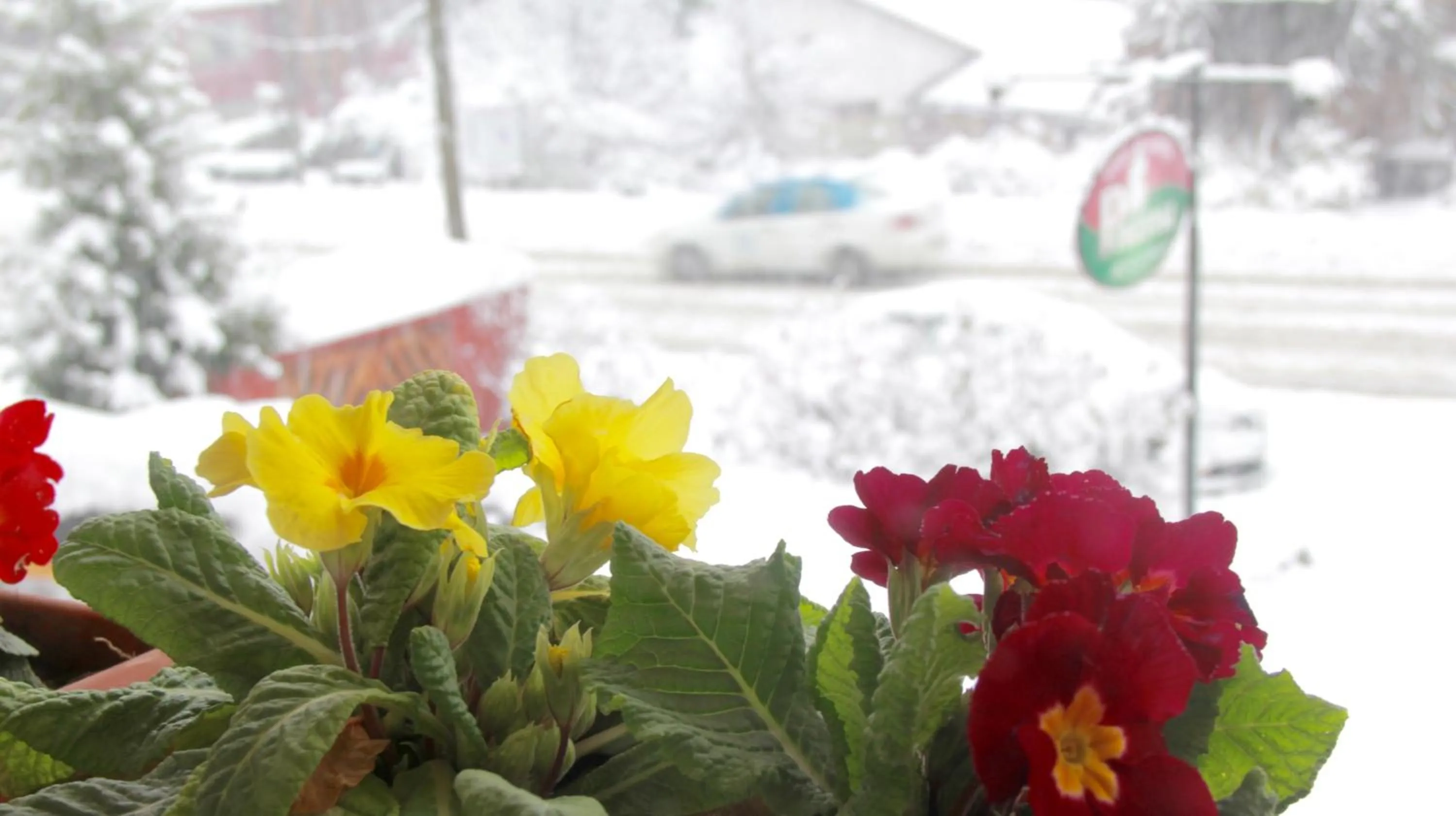 Winter in LA PONDEROSA Apart Hotel