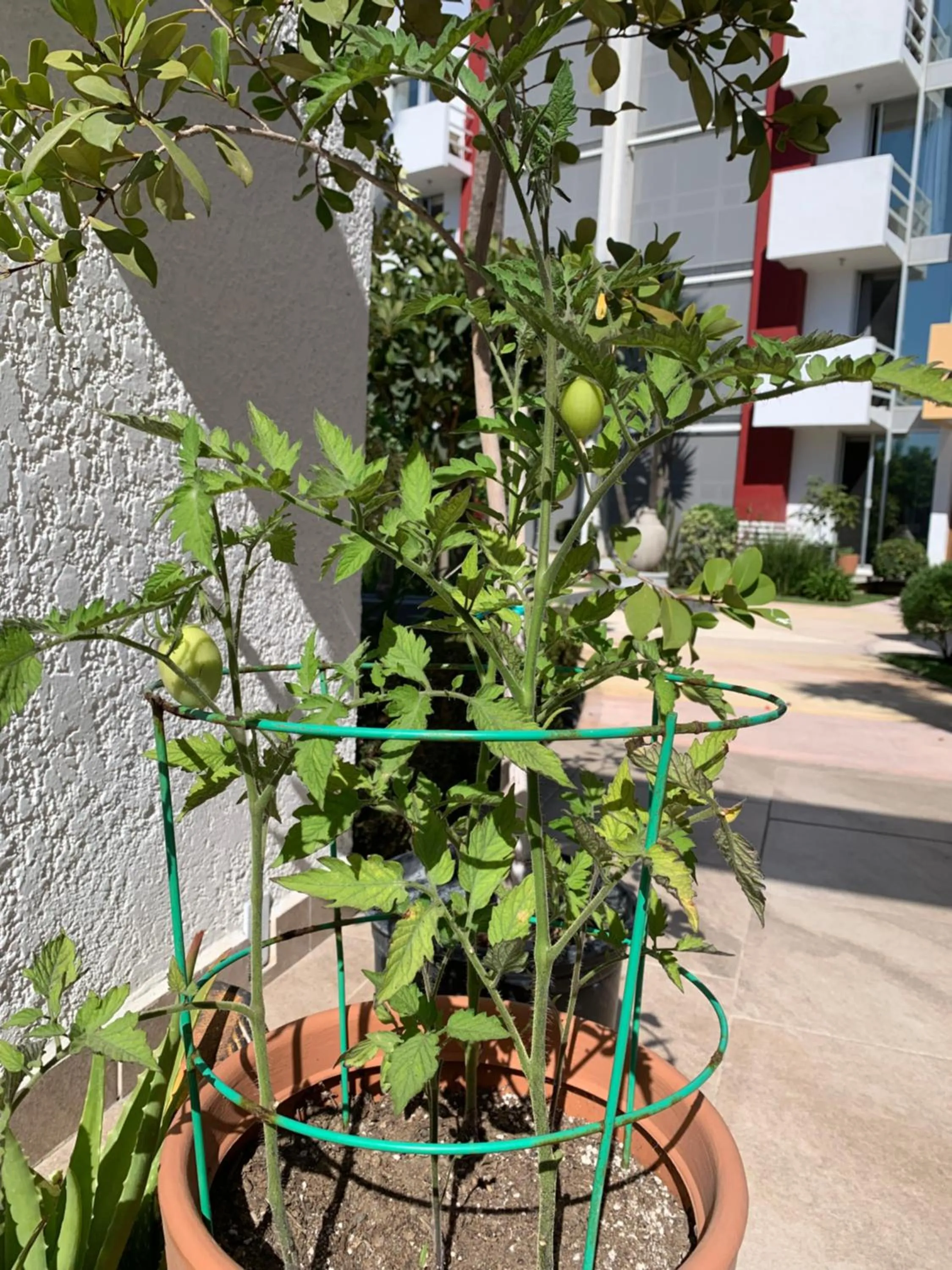 Patio in Dali Suites -Accommodations in Playas de Tijuana