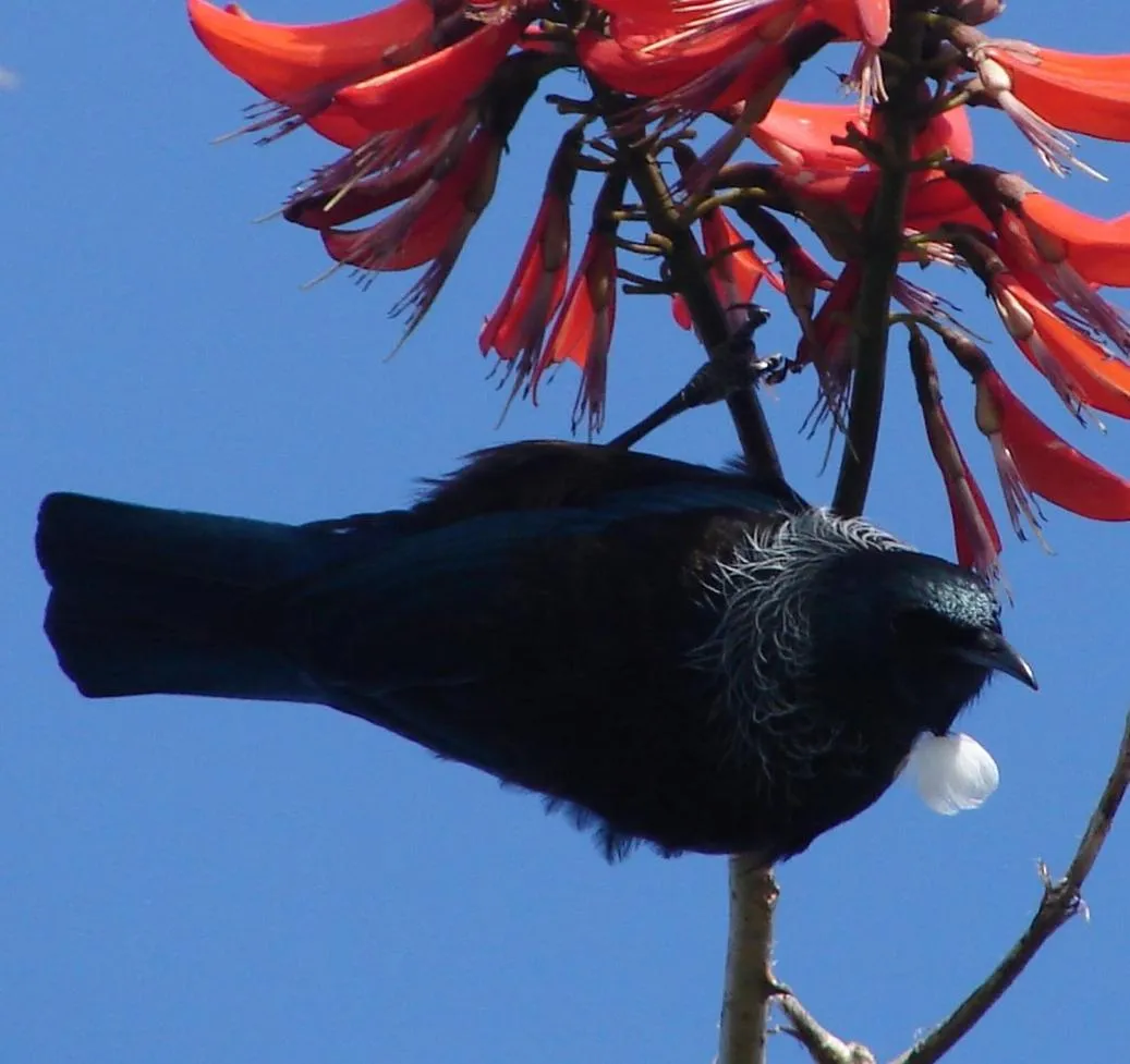 The Retreat Bay of Islands