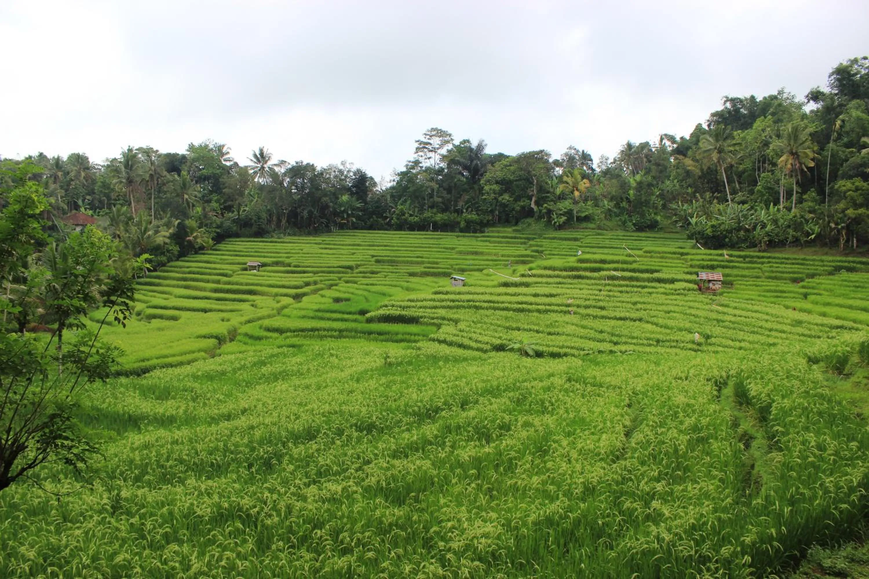 Natural landscape in Saridevi Ecolodge
