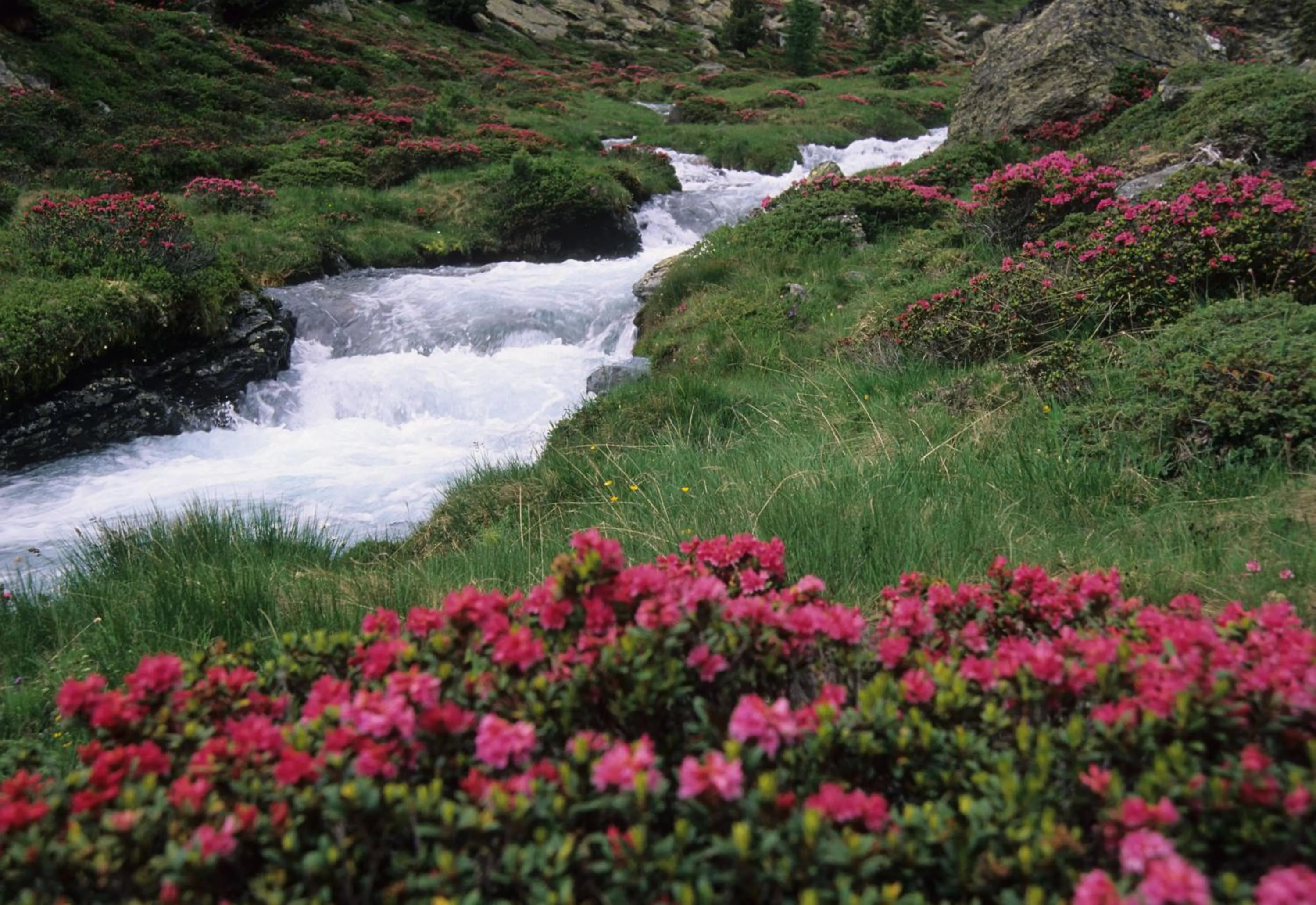 Natural landscape in Hotel Mignon
