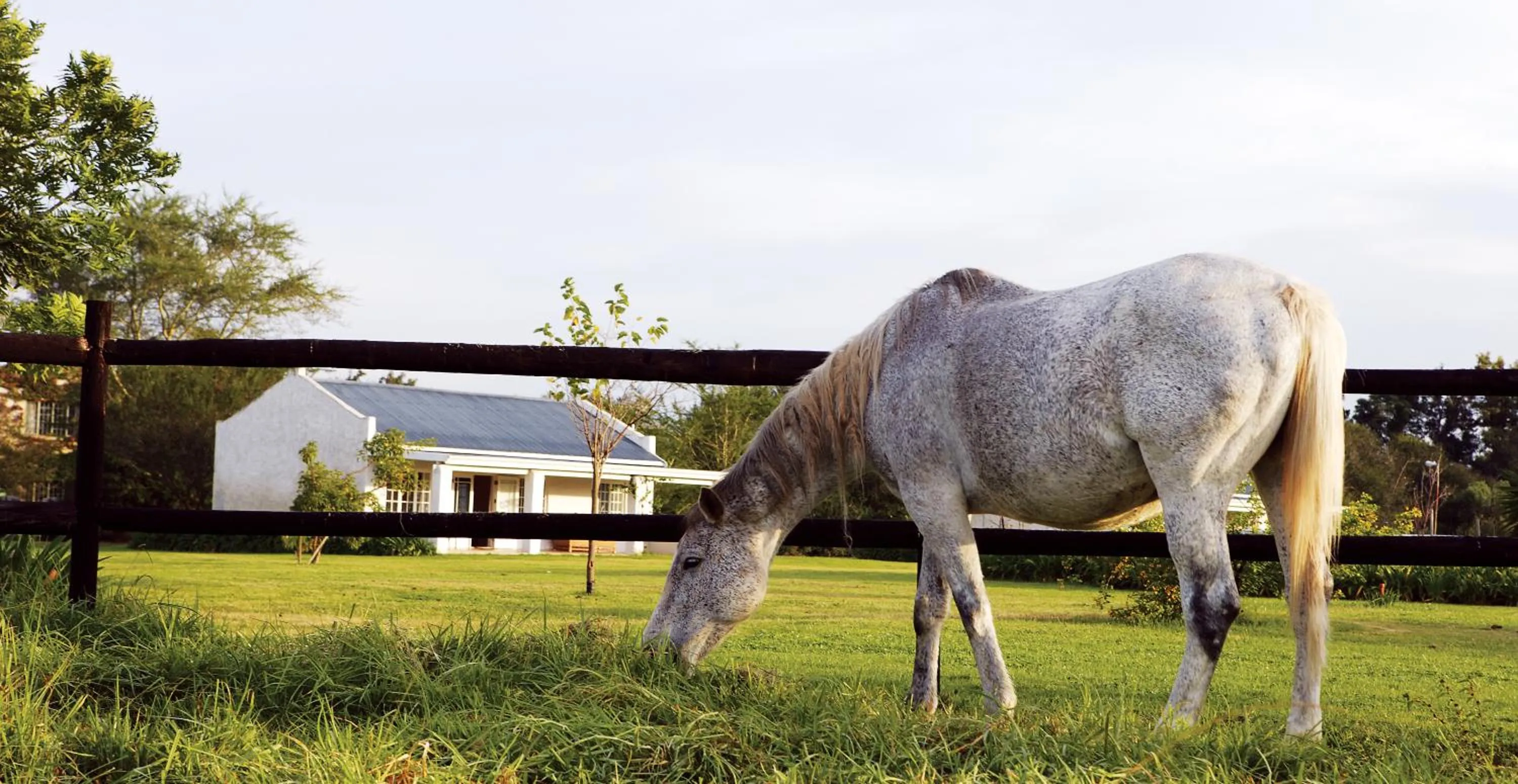 Day in Elephant House