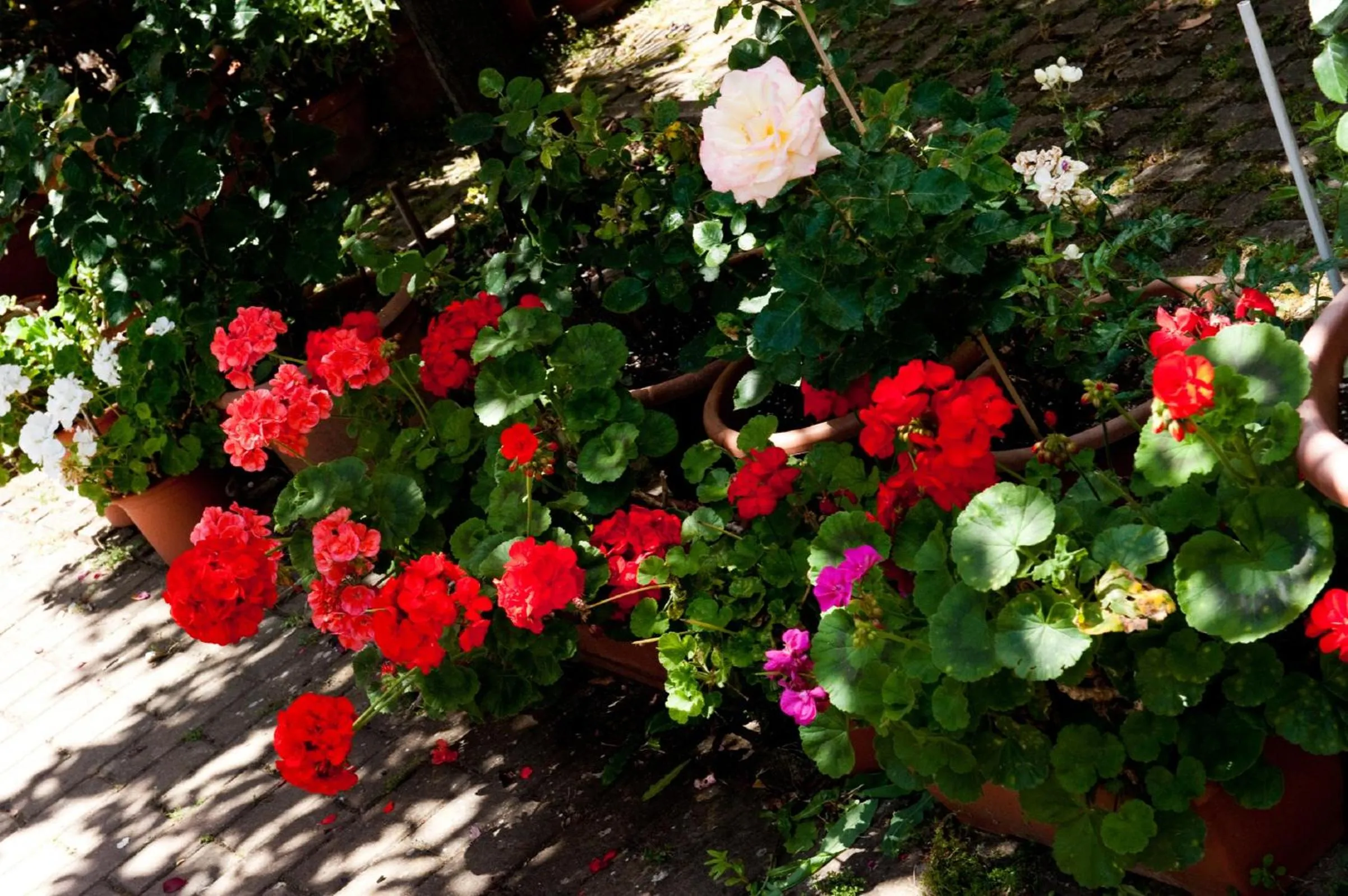 Garden in Hotel La Toscana